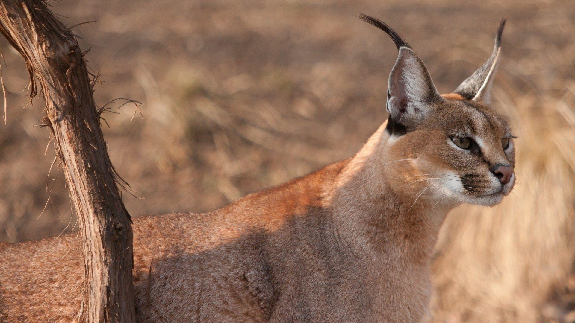 Caracal Full HD Wallpaper and Background Imagex1080