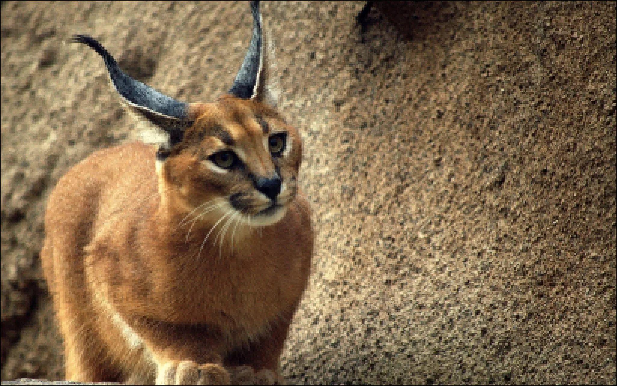 Caracal HD Wallpaper free