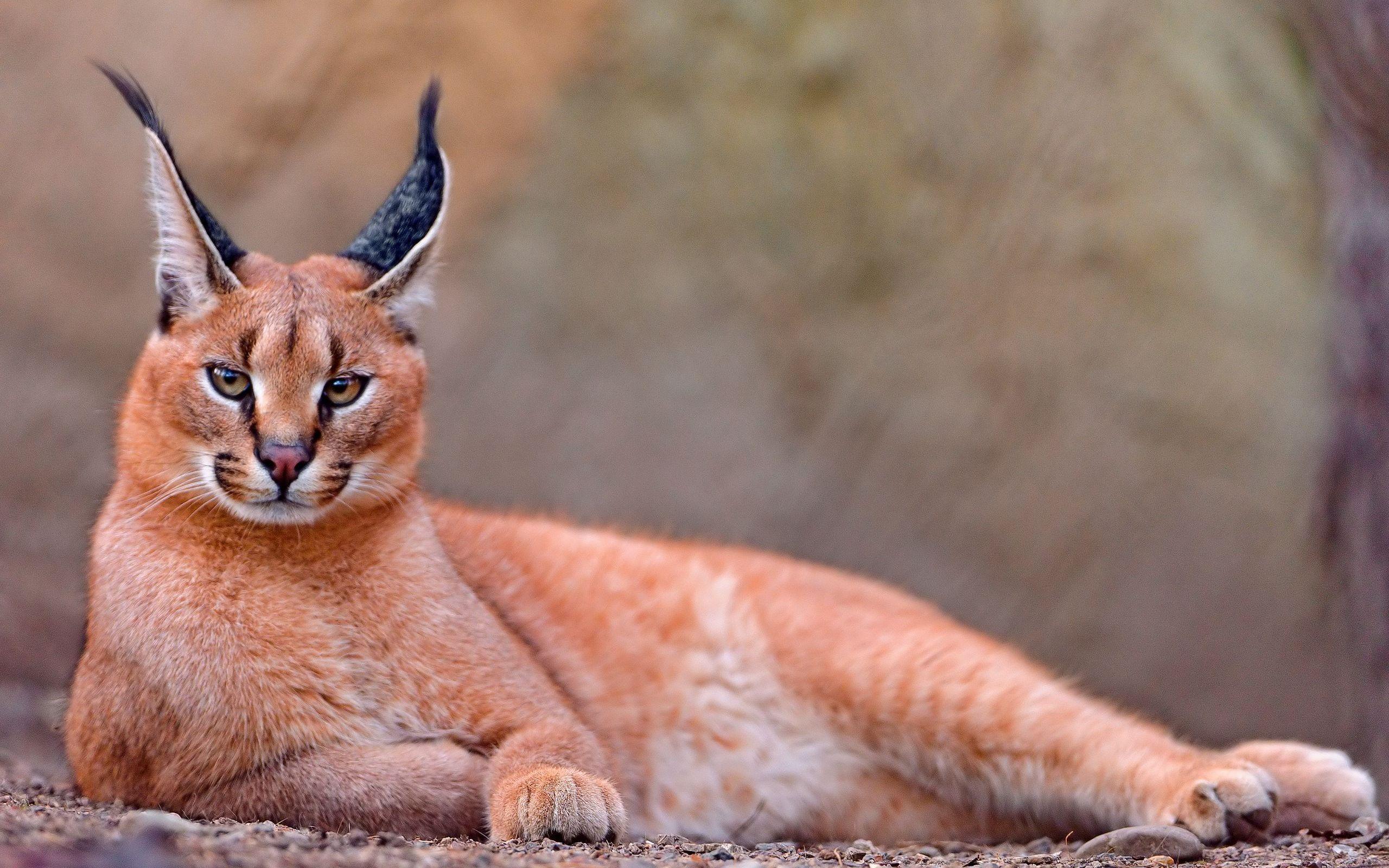 Caracal wallpaper and image, picture, photo