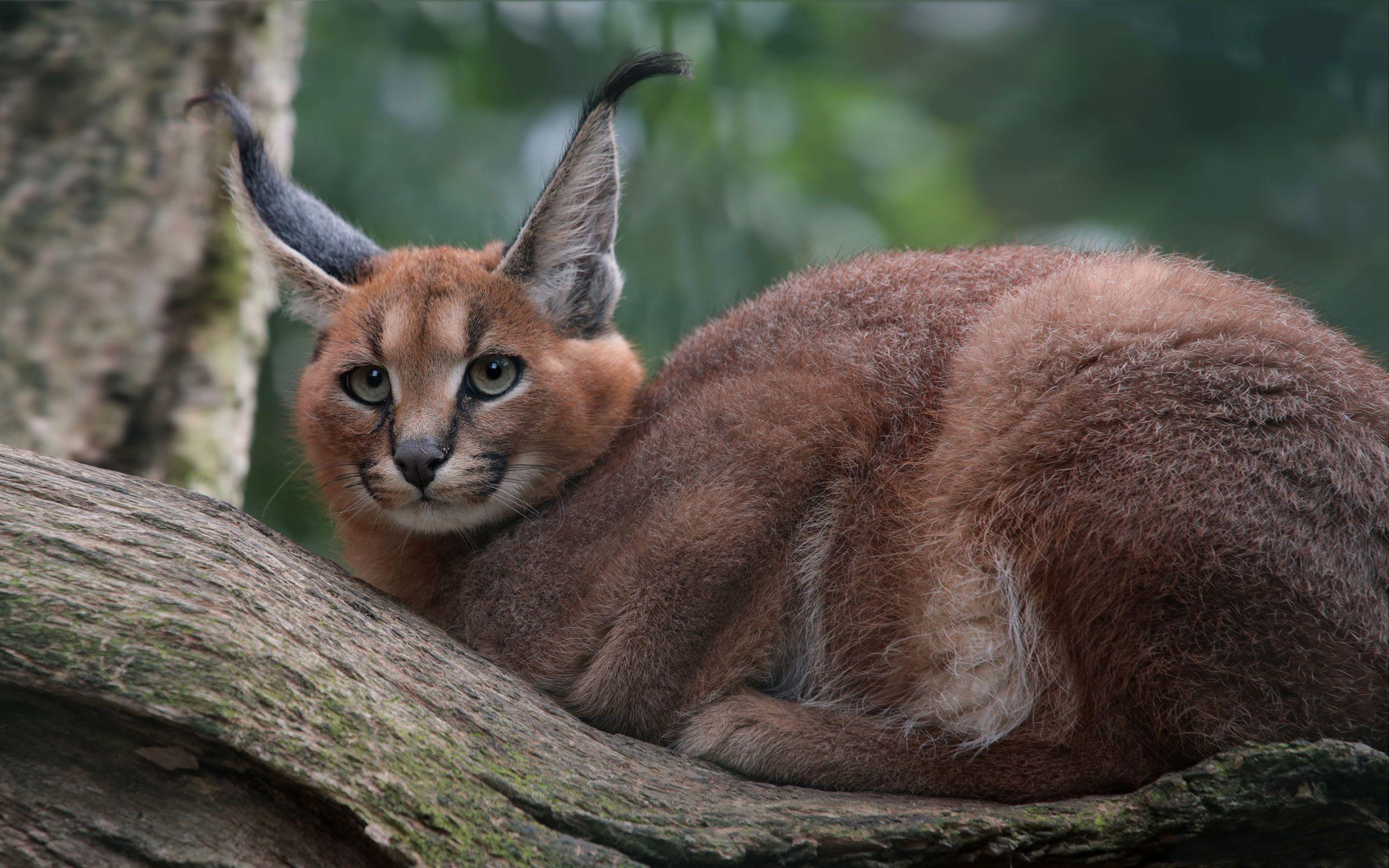 Caracal Wallpaper Background Siberian Cat Wallpaper