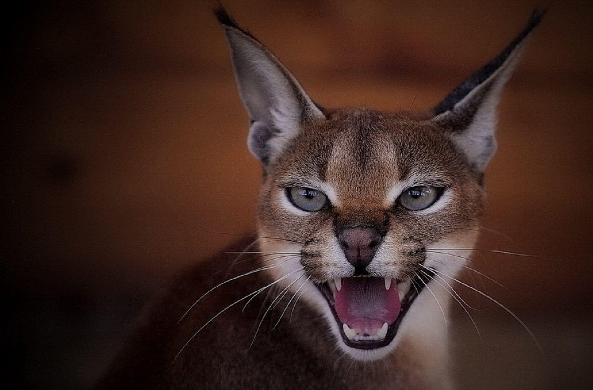 Caracal Full HD Wallpaper and Background Imagex1263