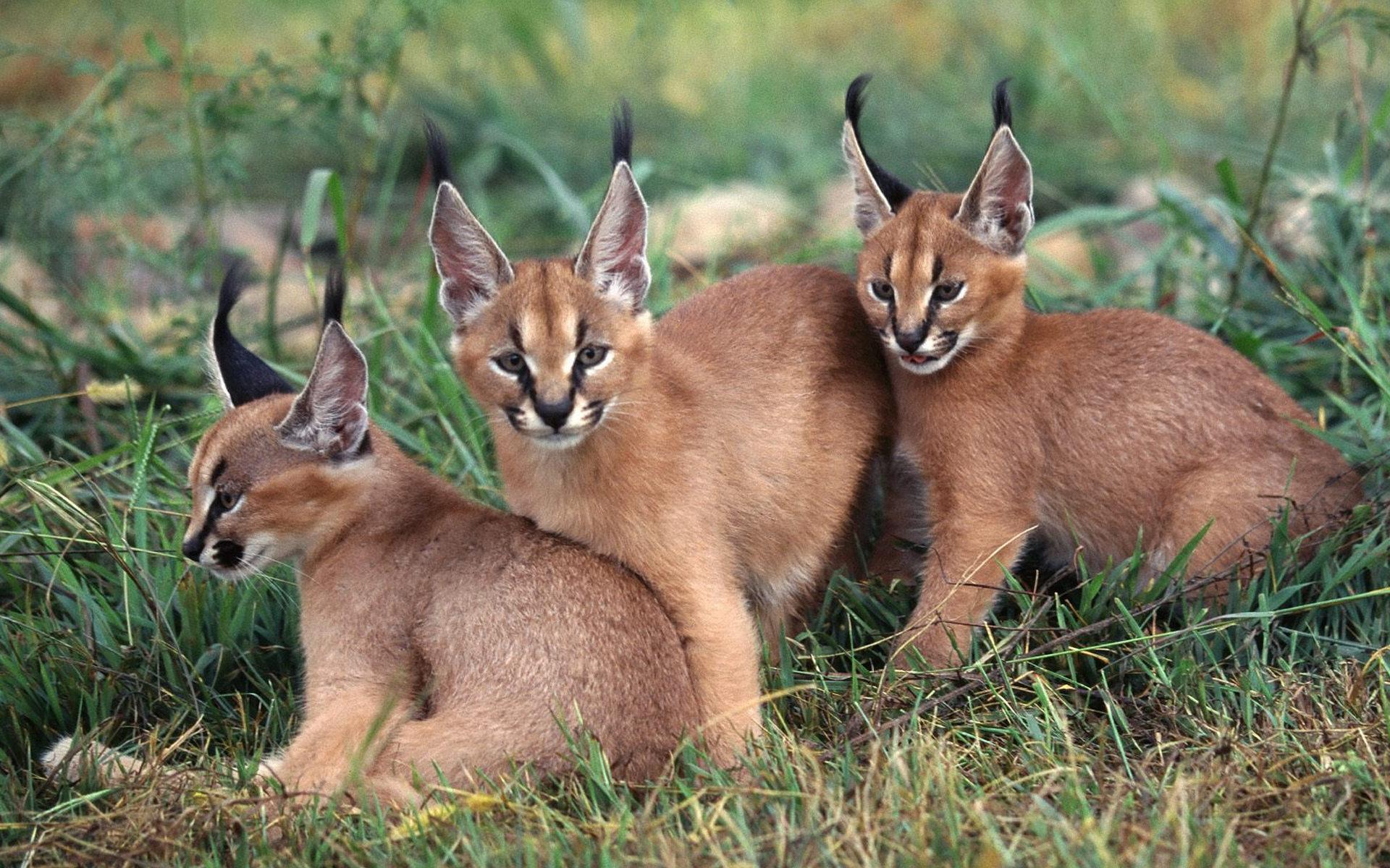 Caracal Wallpaper HD Download