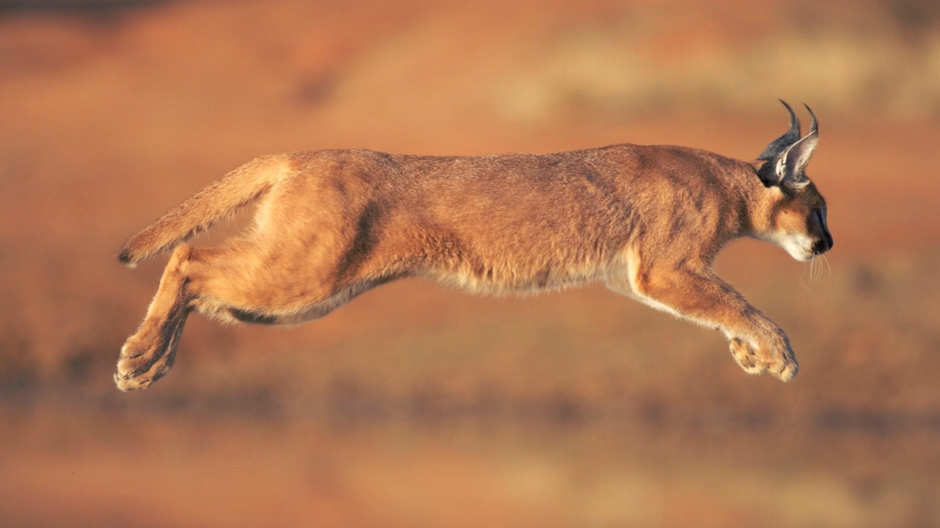 Caracal Animal Profile