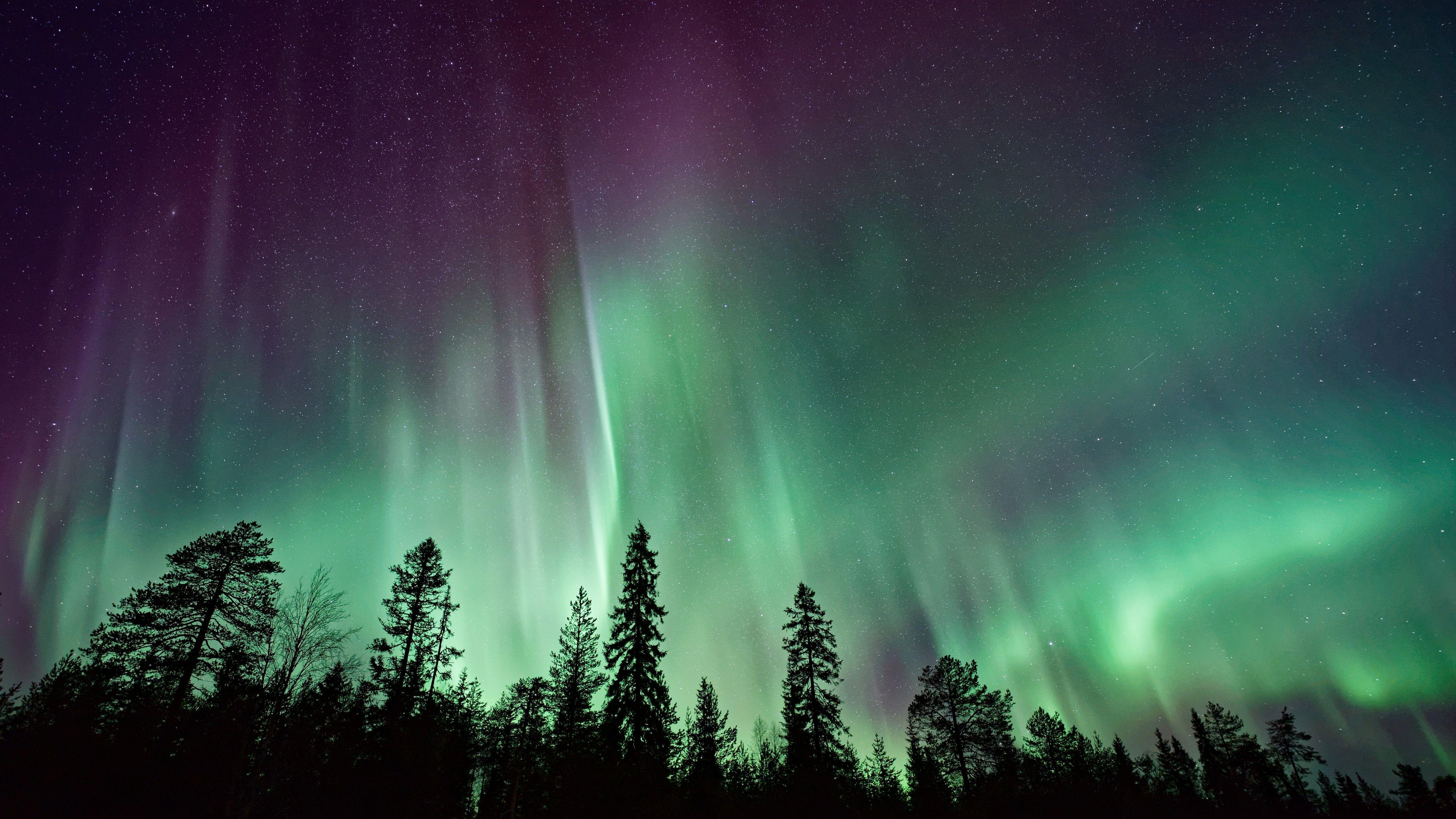 Wallpaper Northern Lights, Forest, Aurora Borealis, 4K, 8K, Nature