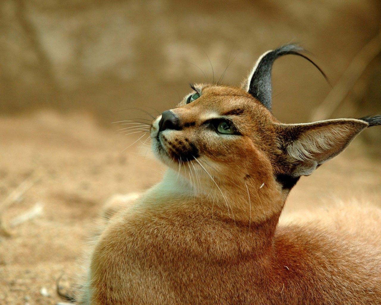 Cats: Cats Big Caracal Cat Image Baby HD 16:9 High Definition 1080p