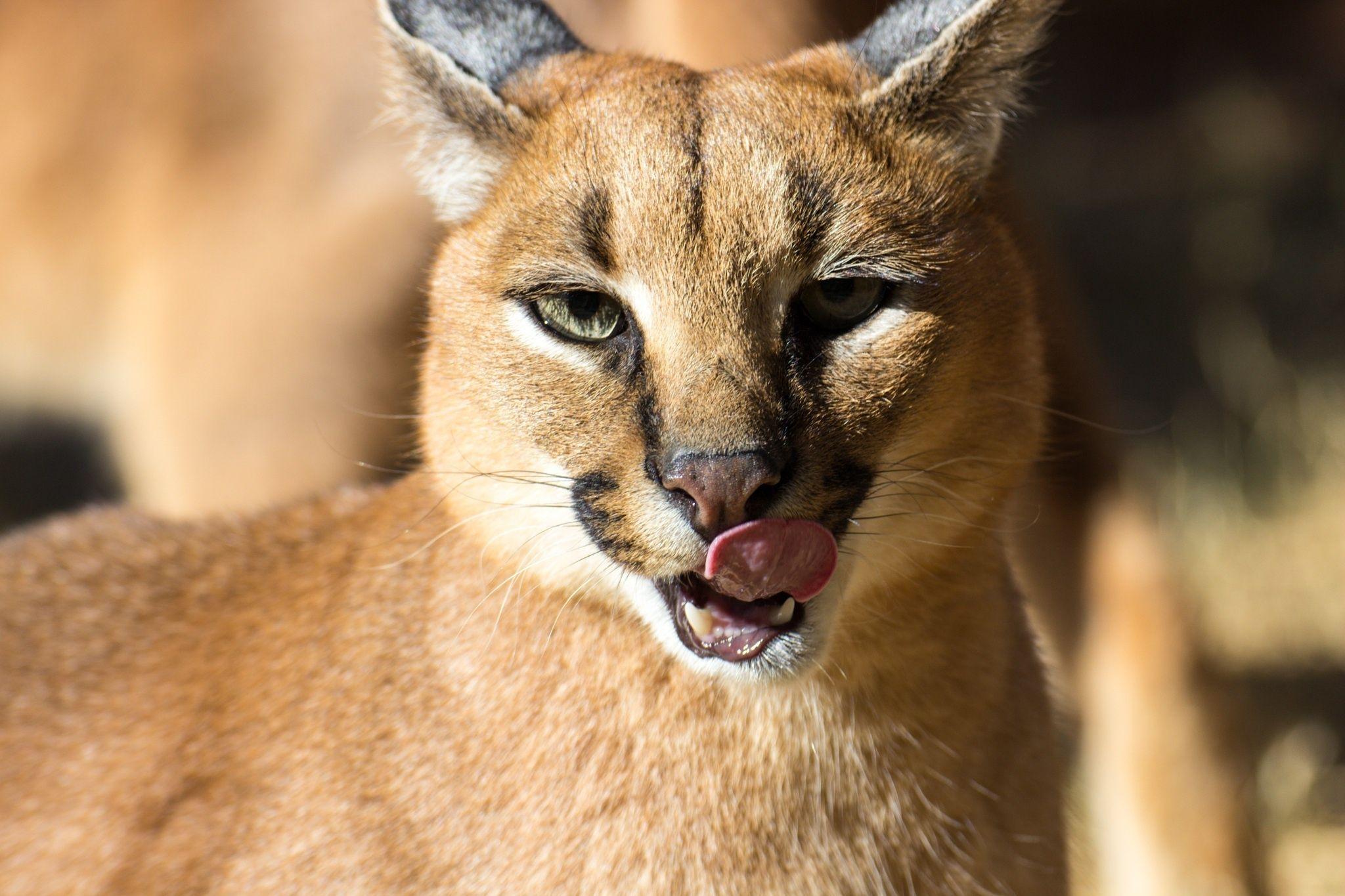 Caracal wild cat face tongue wallpaperx1365