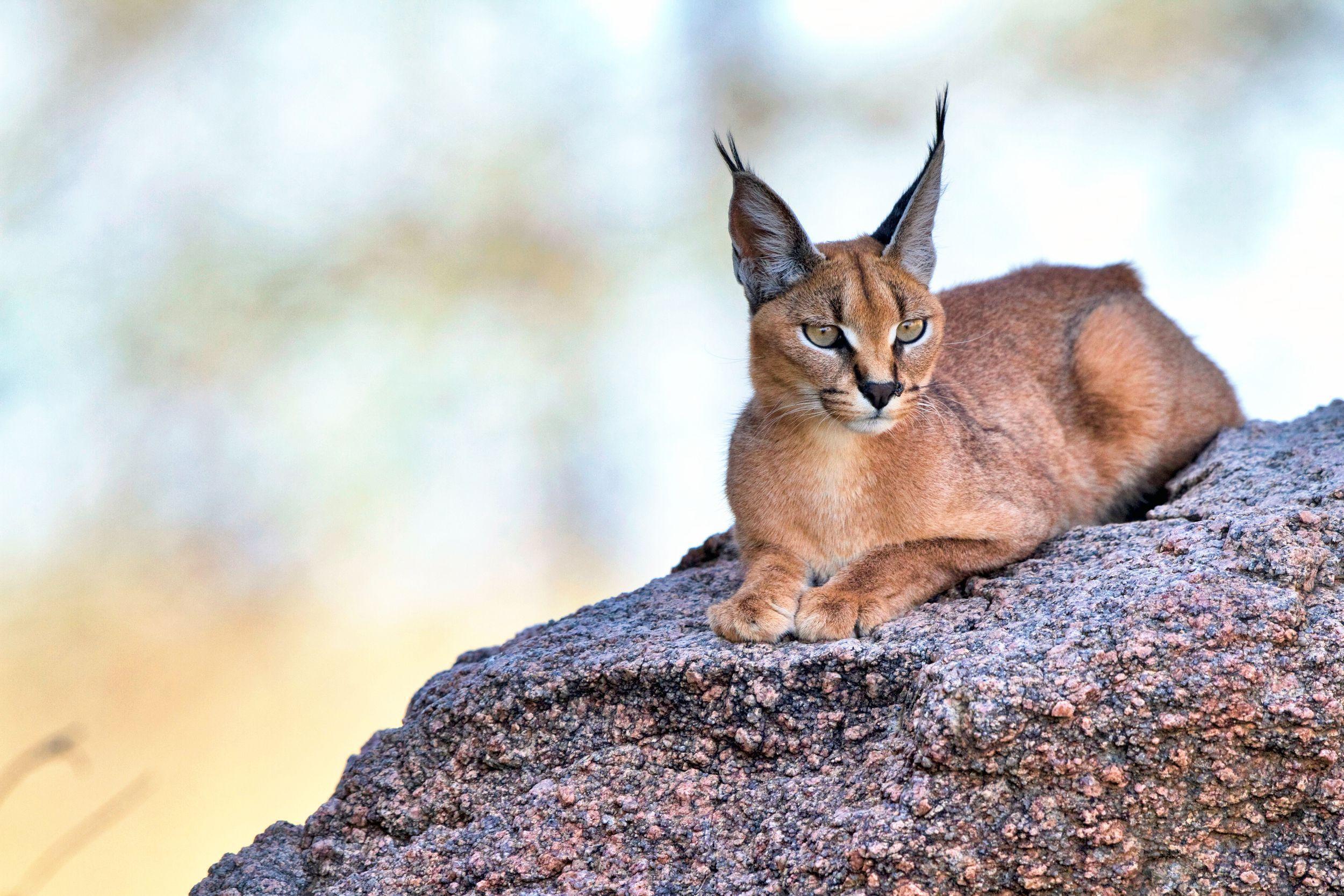 Caracal Wallpaper bigking keywords and picture