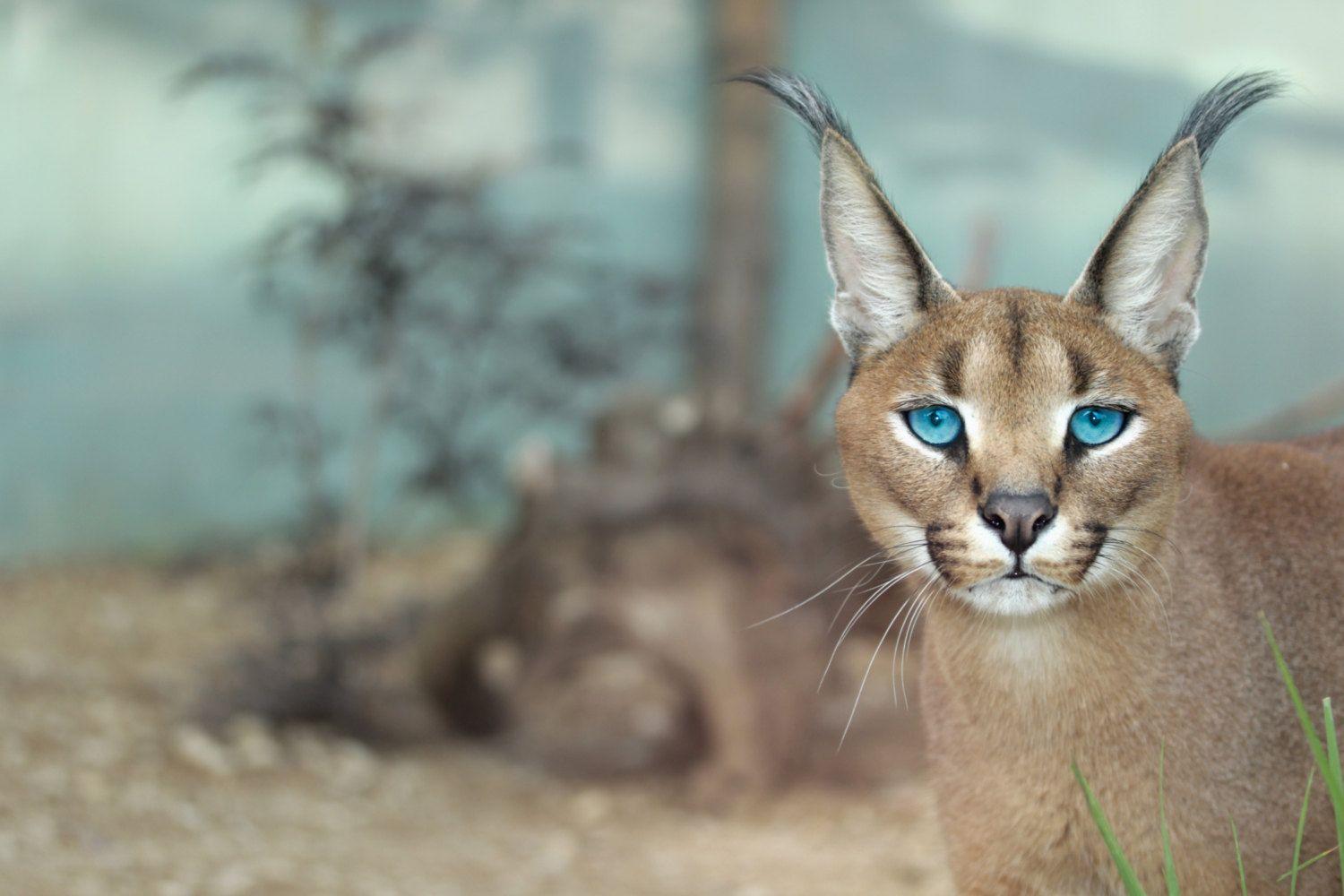 Caracal Animal Picture