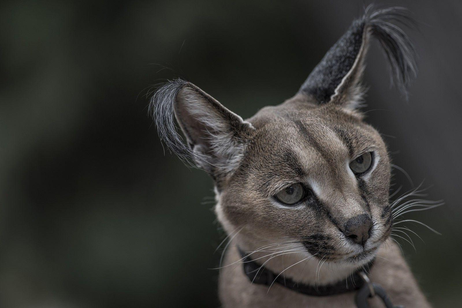 Caracal Wallpapers - Wallpaper Cave