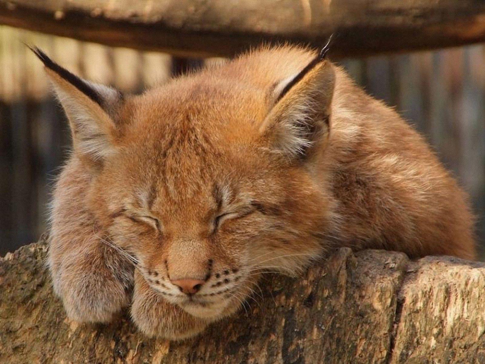 Nature animals caracal wallpaper. PC