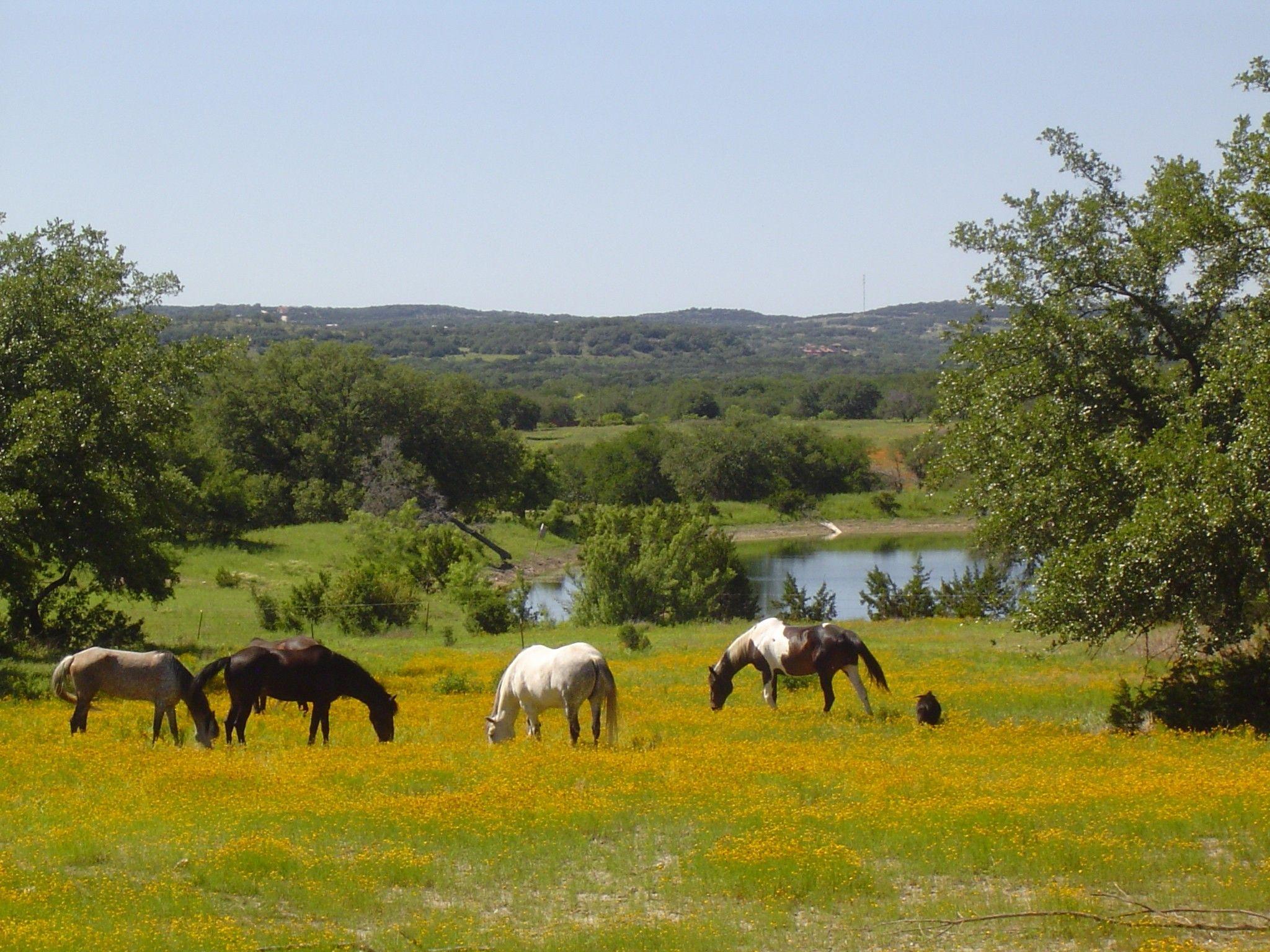Flowers: Springtime Dancing Horse Ranch Austin Texas Yellow Flowers