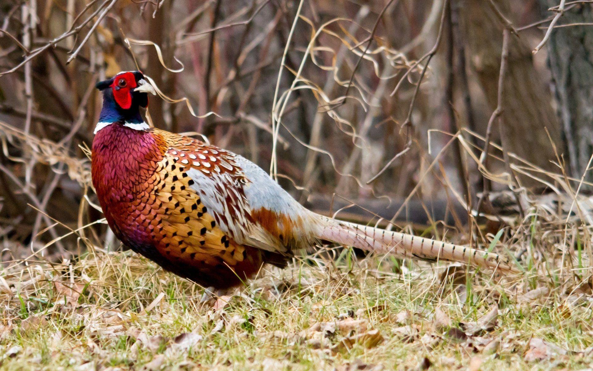 Pheasant HD Wallpaper and Background Image