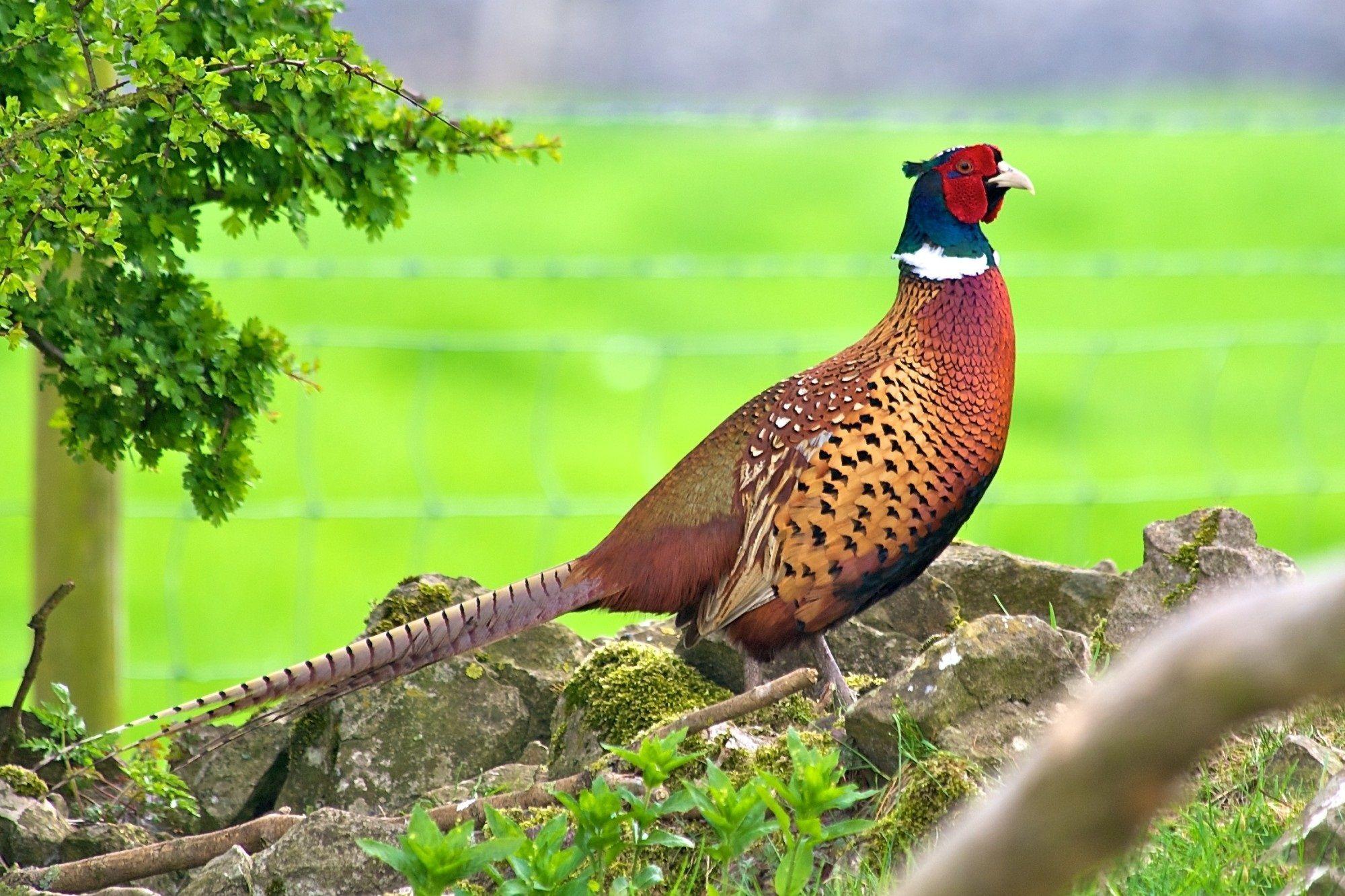 Pheasant Wallpaper HQ Definition. Pheasant Wallpaper, Background