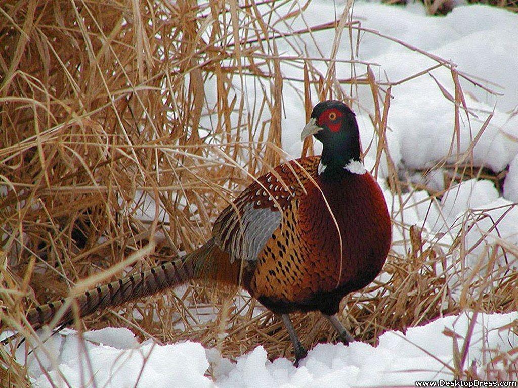Desktop Wallpaper Animals Background Pheasant