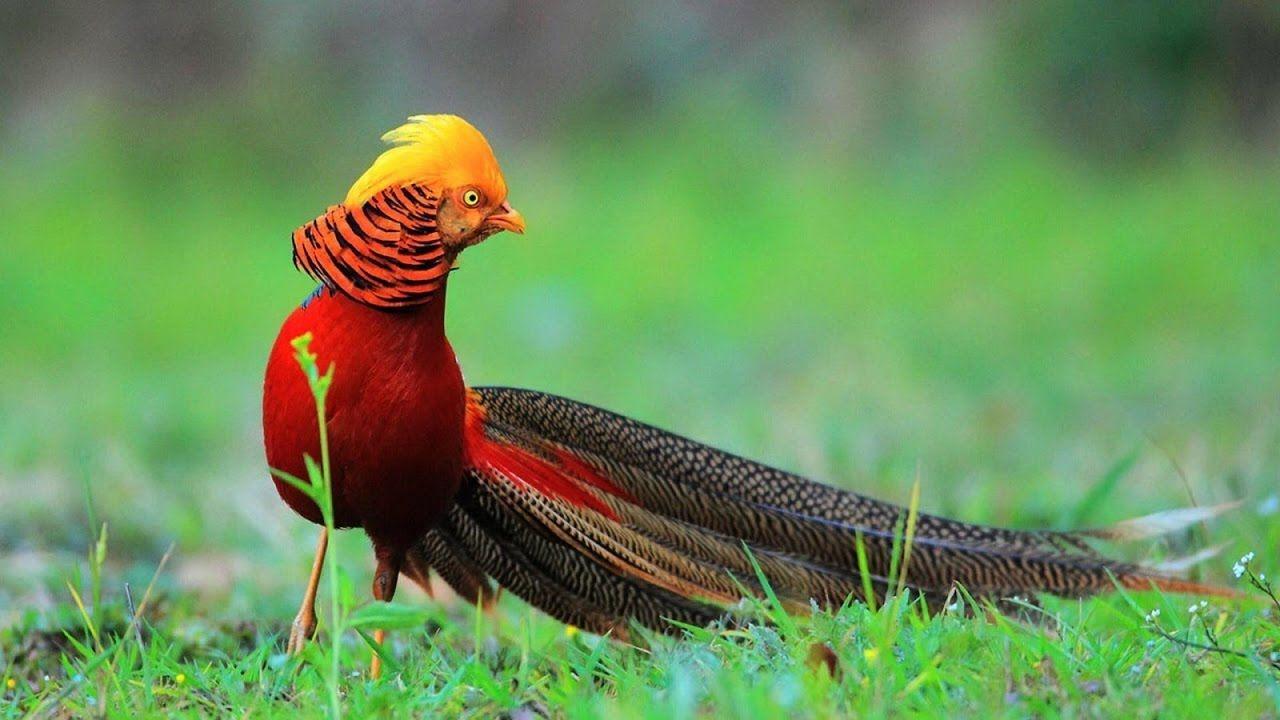Golden Pheasant Wallpaper 3 X 720