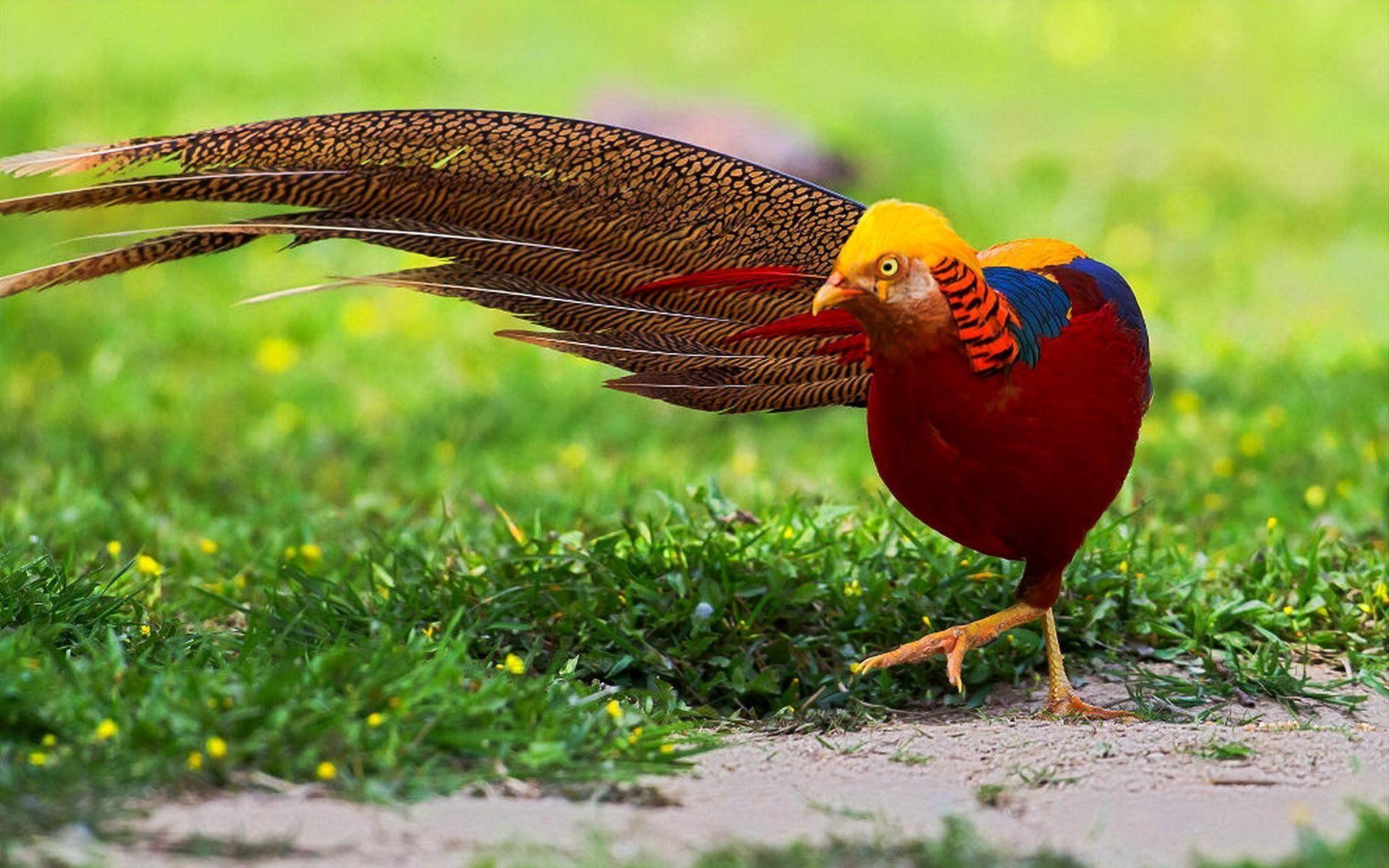Golden Pheasant HD Wallpaper and Background Image