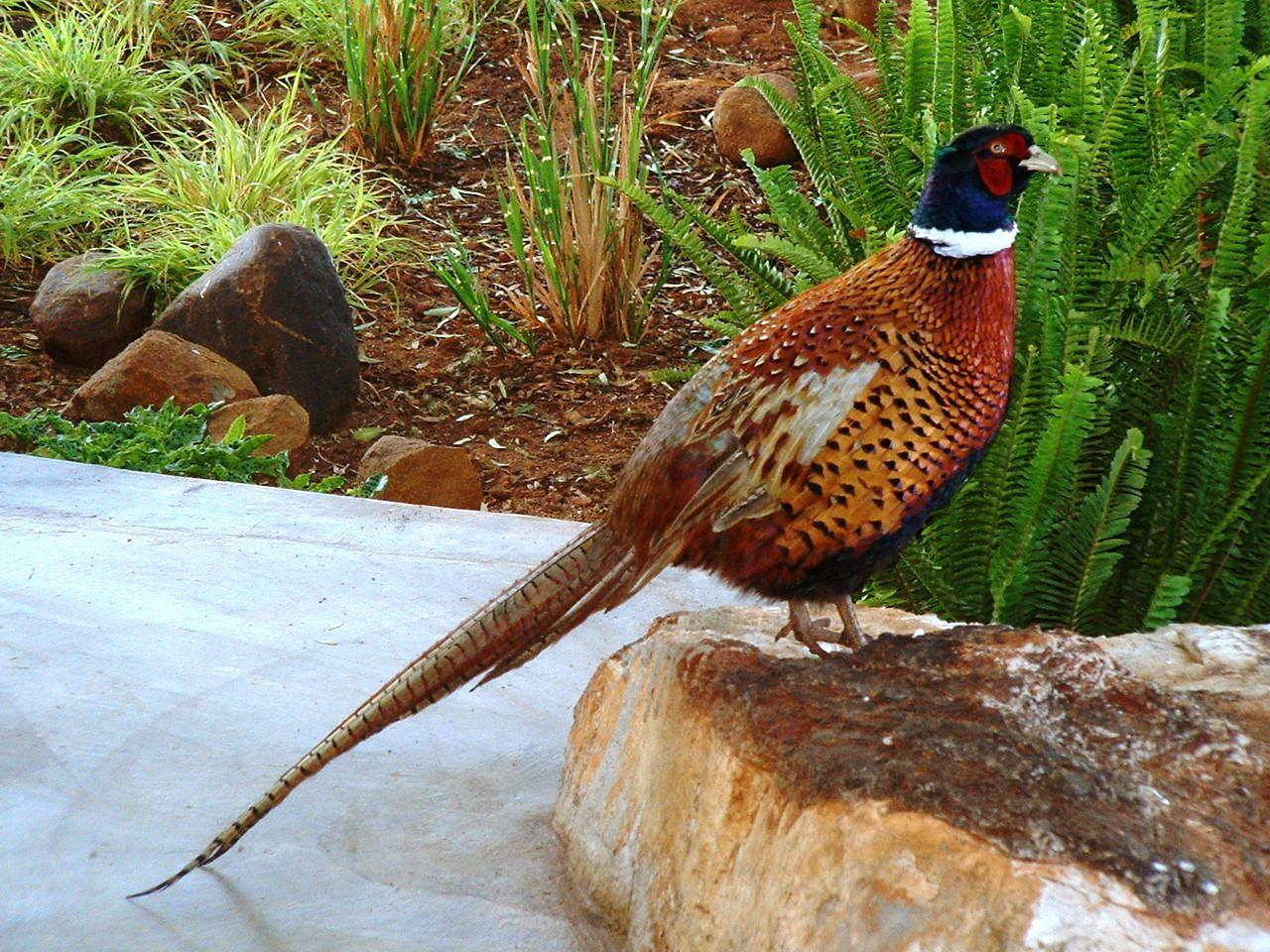 Pheasant Wallpaper, 49 Pheasant Image for Free 2MTX Pheasant