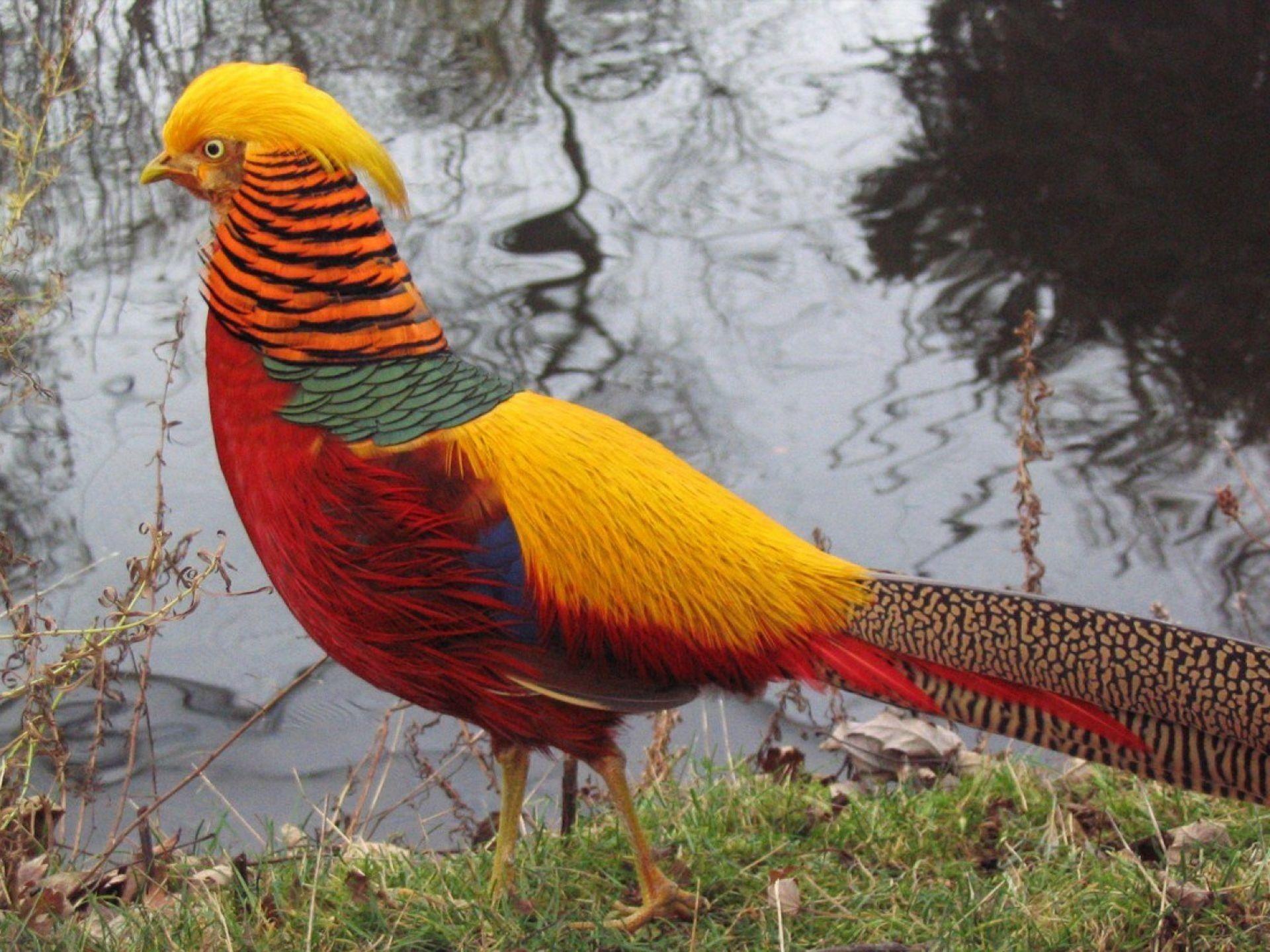 Golden Pheasant HD Wallpaper Wallpaper Inn. Animals