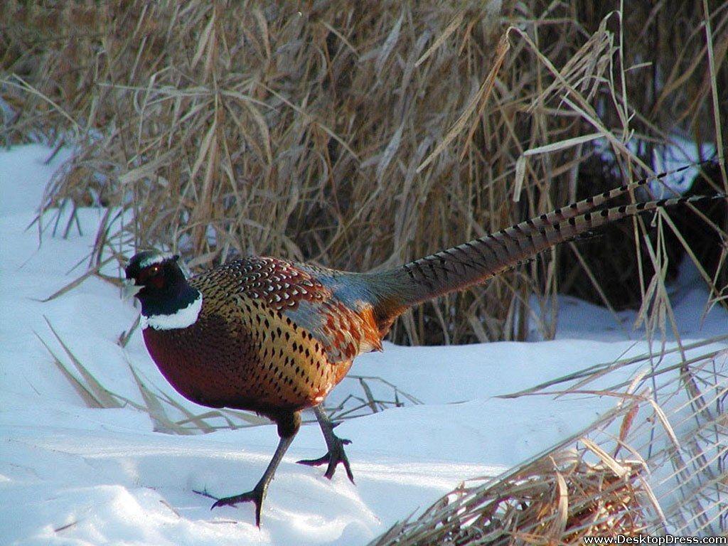 Desktop Wallpaper Animals Background Pheasant