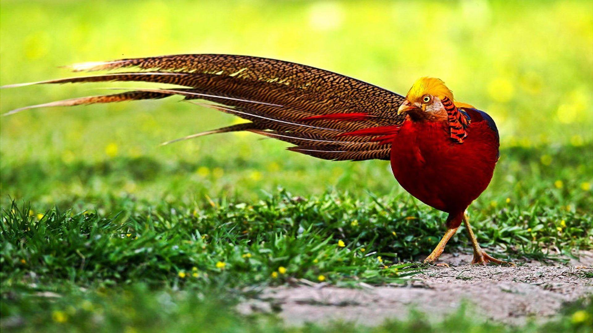 Pheasant Wallpapers - Wallpaper Cave