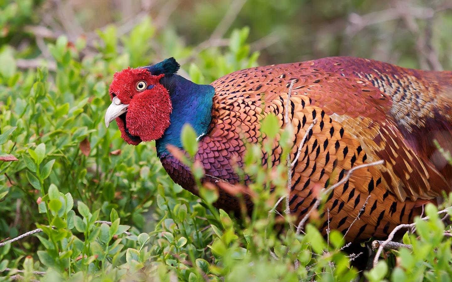 HD Pheasant Wallpaper
