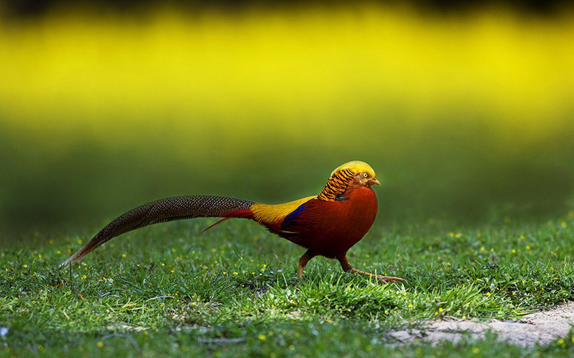 Golden Pheasant Wallpaper and Background Image