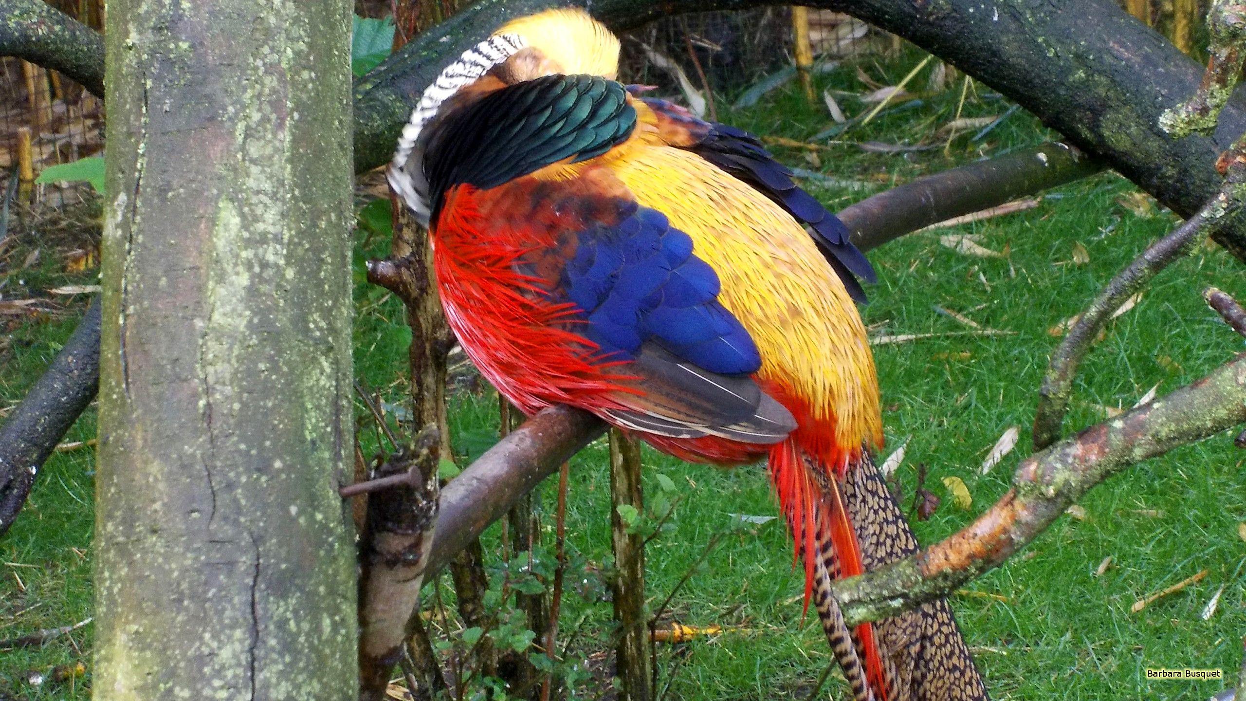 Golden pheasant or Chinese pheasant HD Wallpaper