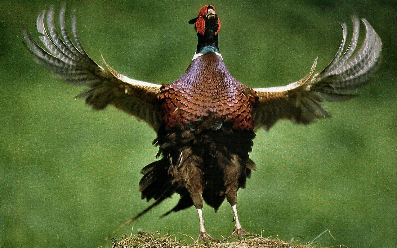 Pheasant Ring Animal Avian Bird Necked Wildlife Photography