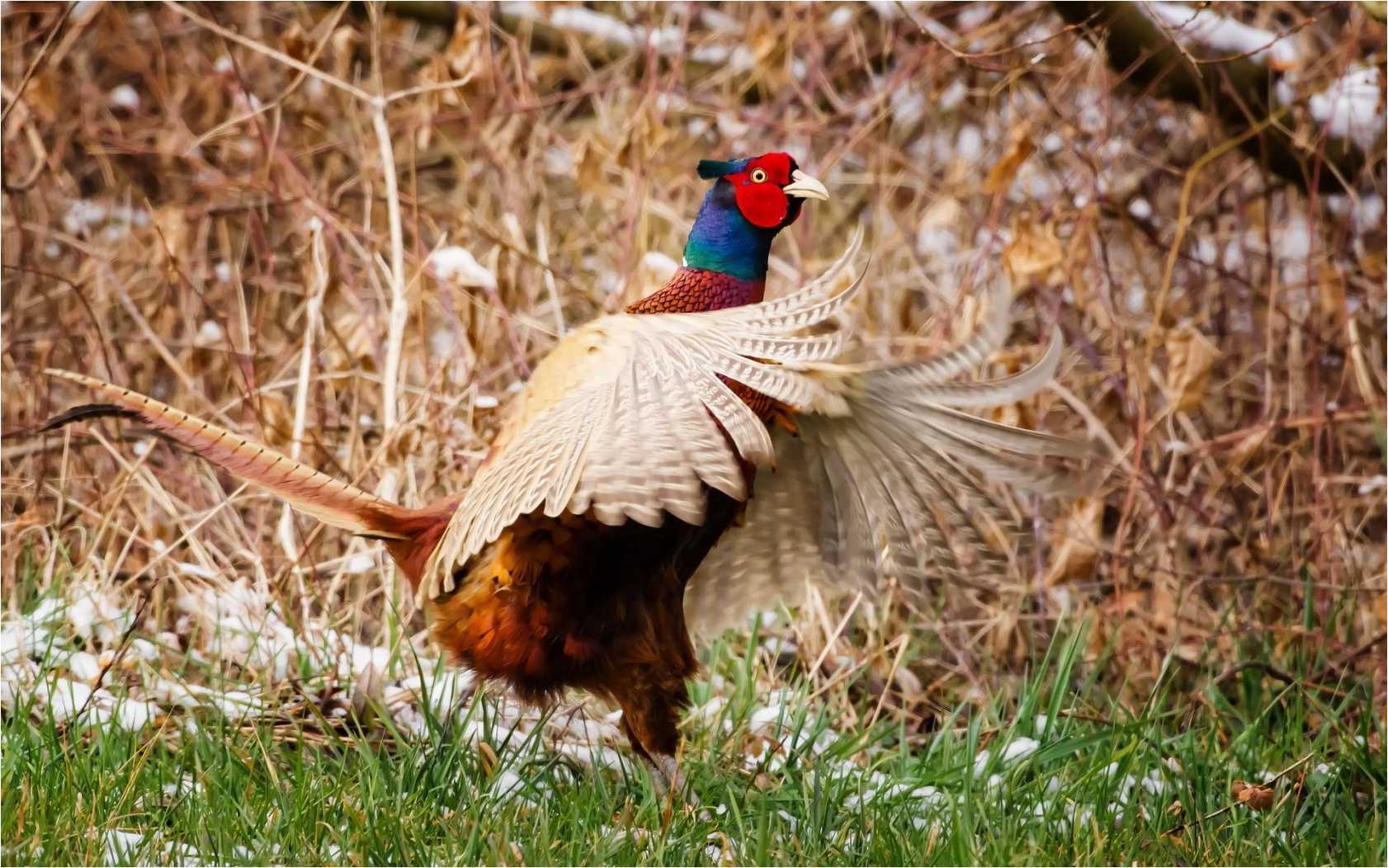 Pheasant Wallpaper, Pheasant Background for PC Quality