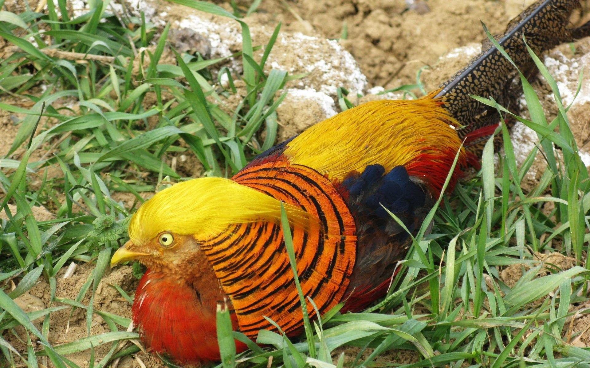 Birds: Pheasant Bird Gold Colorful Golden Wallpaper Wallpaper