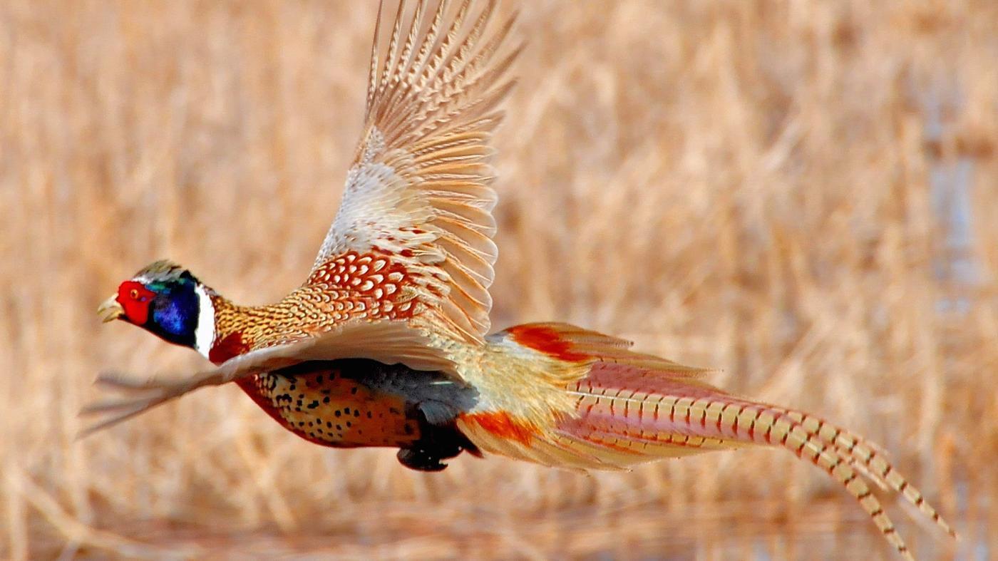 Pheasant Wallpapers - Wallpaper Cave