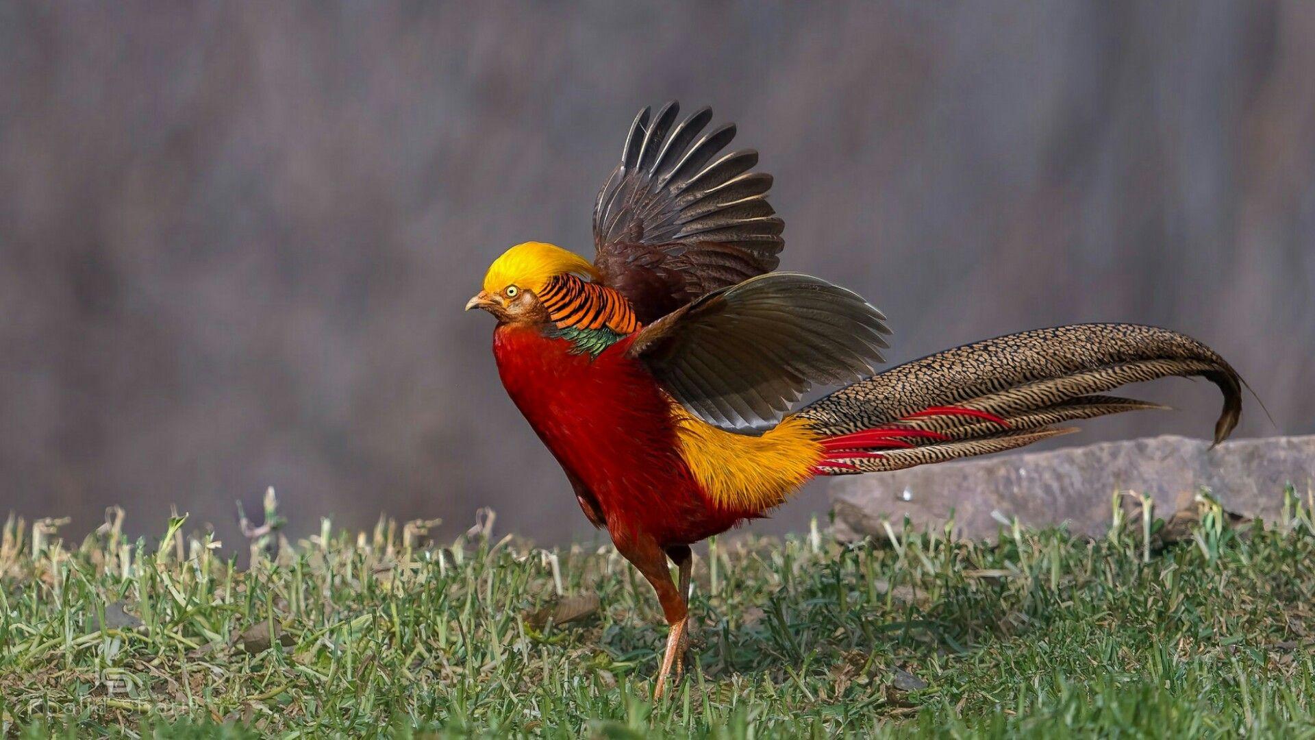 Золотой фазан самка
