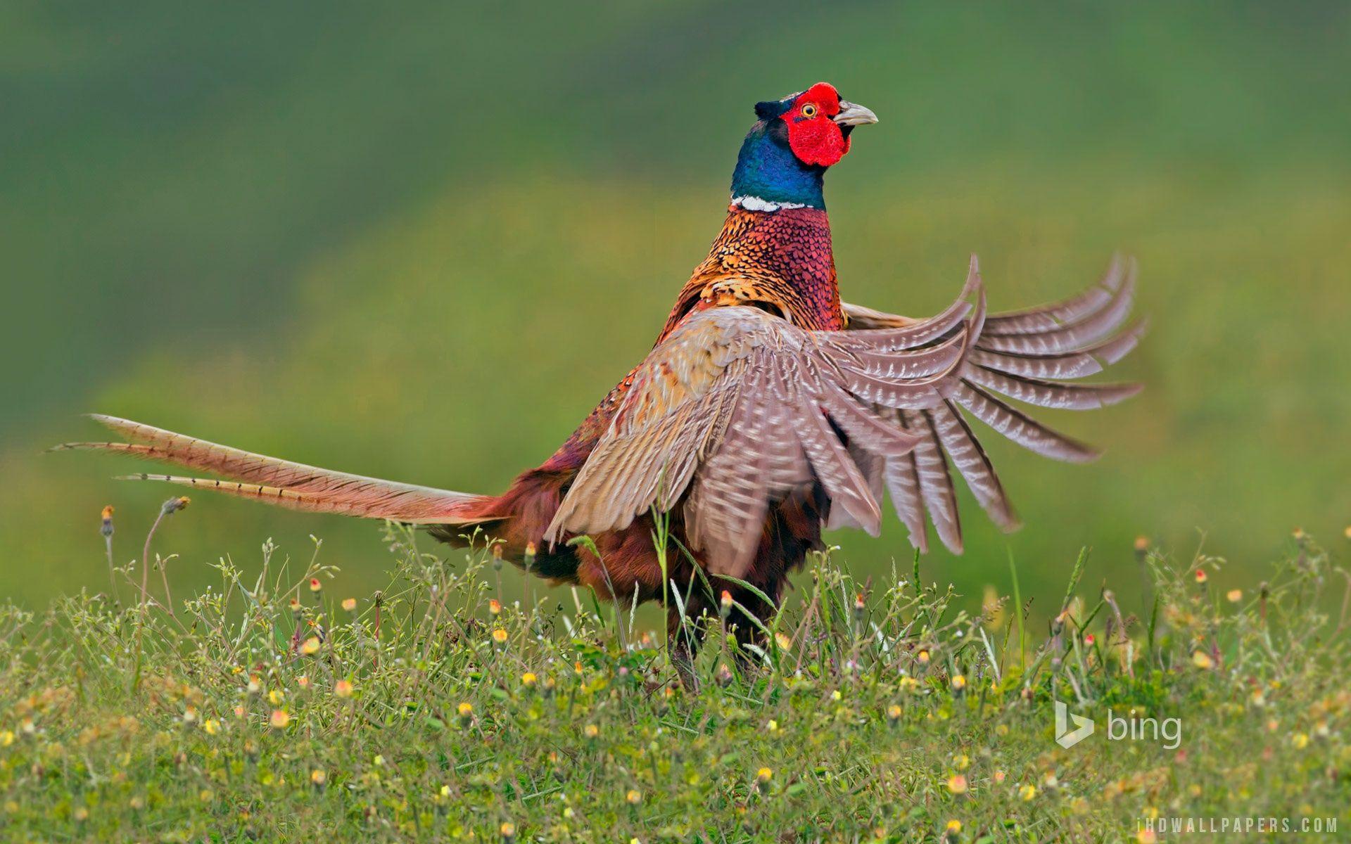 Pheasant Wallpapers - Wallpaper Cave