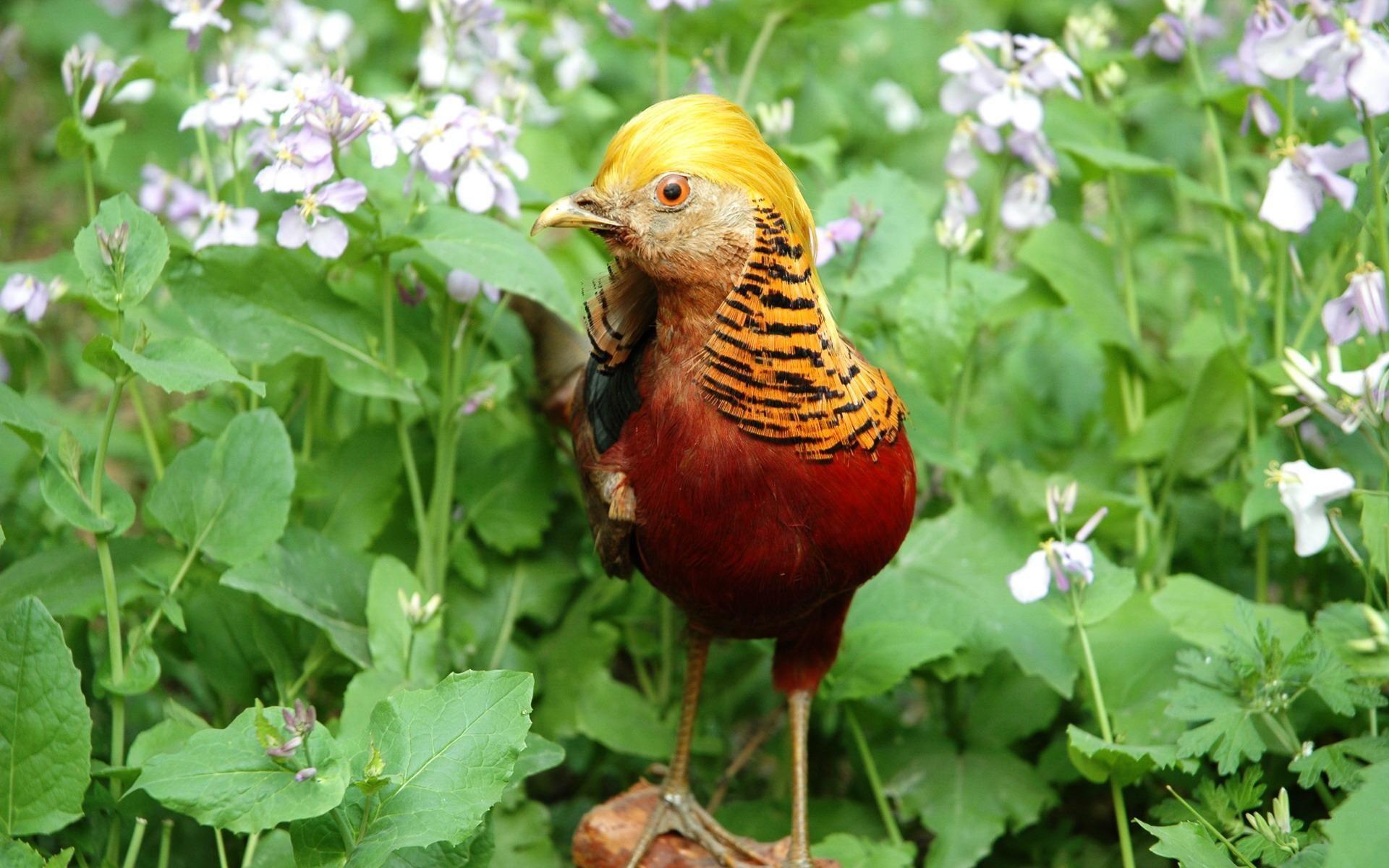 Lovely Golden Pheasant Wallpaper HD Wallpaper. Golden Pheasants