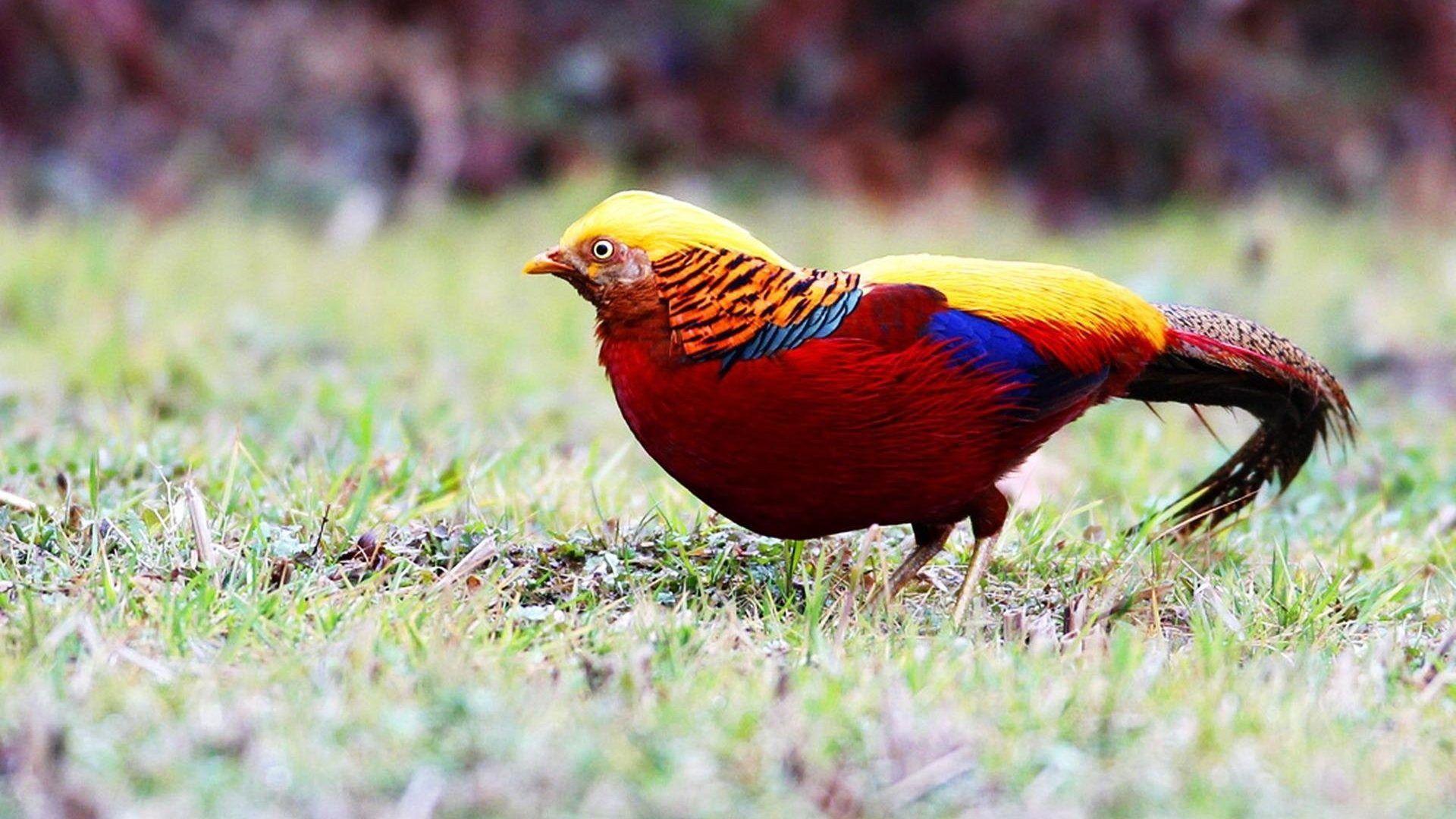 Colorful Golden Pheasant Wallpaper For The Bird Lovers