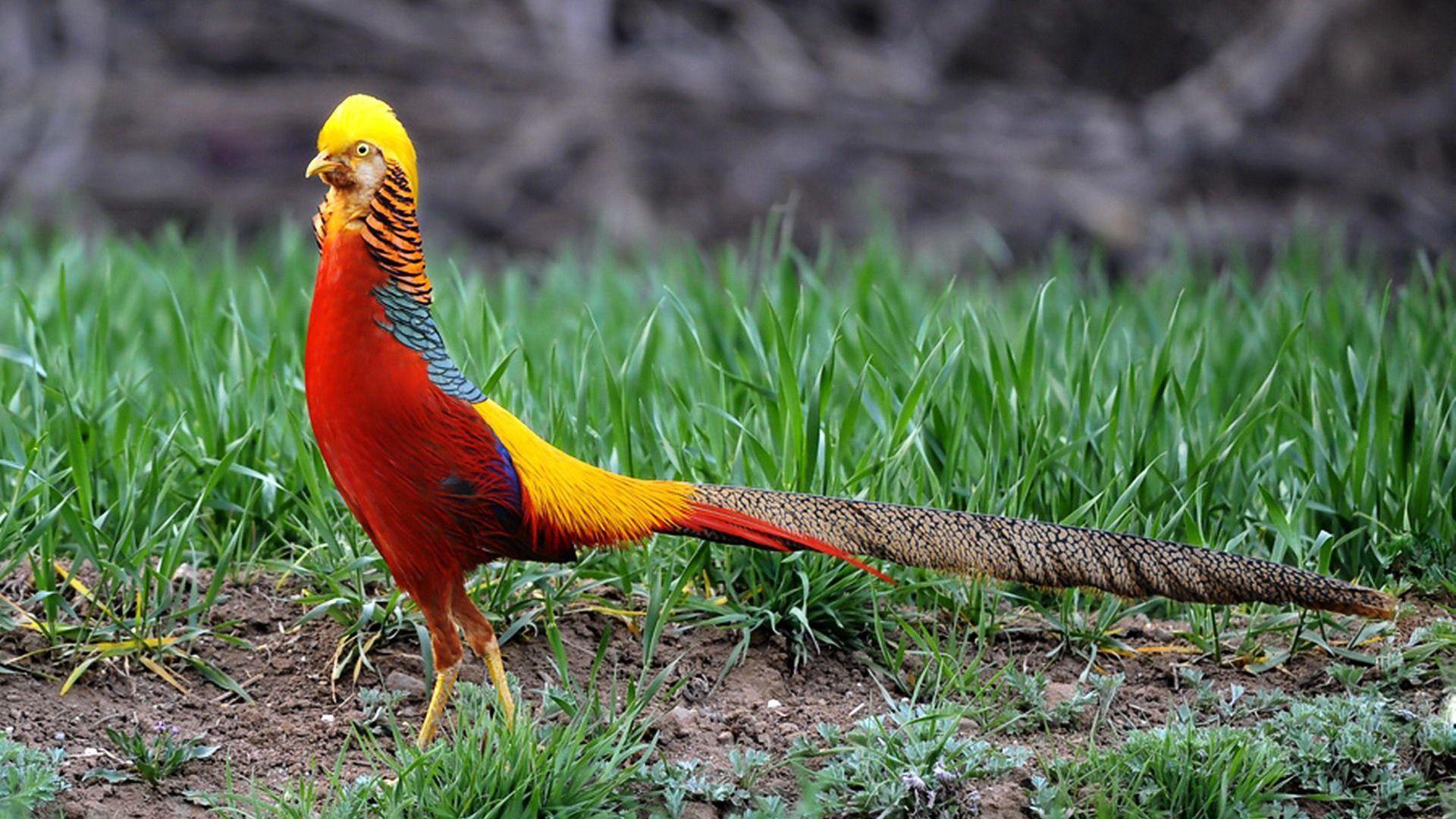 Golden Pheasant Wallpaper 7 X 1080