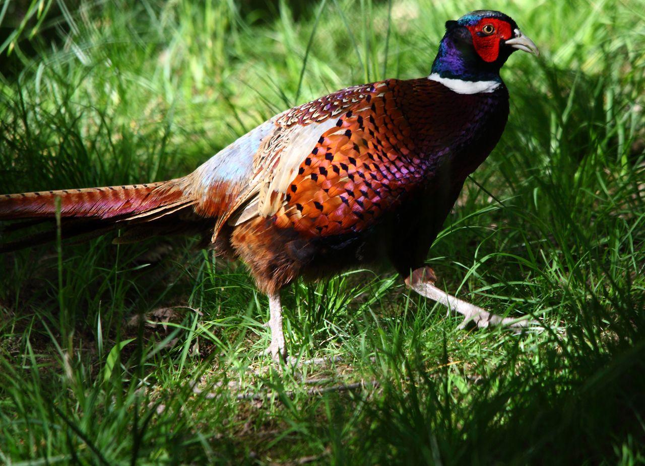 All Wallpaper: Colourful Pheasant Birds Wallpaper