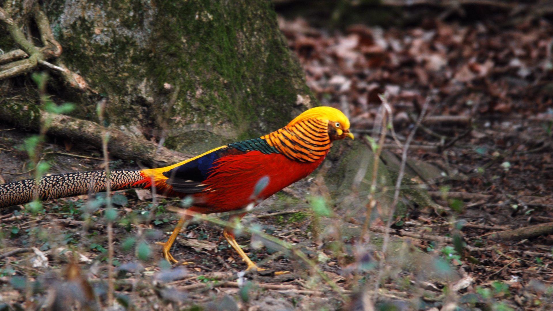 Pheasant Tag wallpaper: Pheasant Gold Colorful Golden Bird Spring