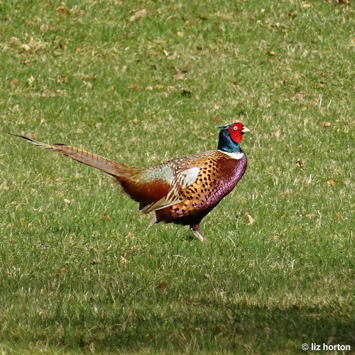 Pheasant Wallpapers - Wallpaper Cave