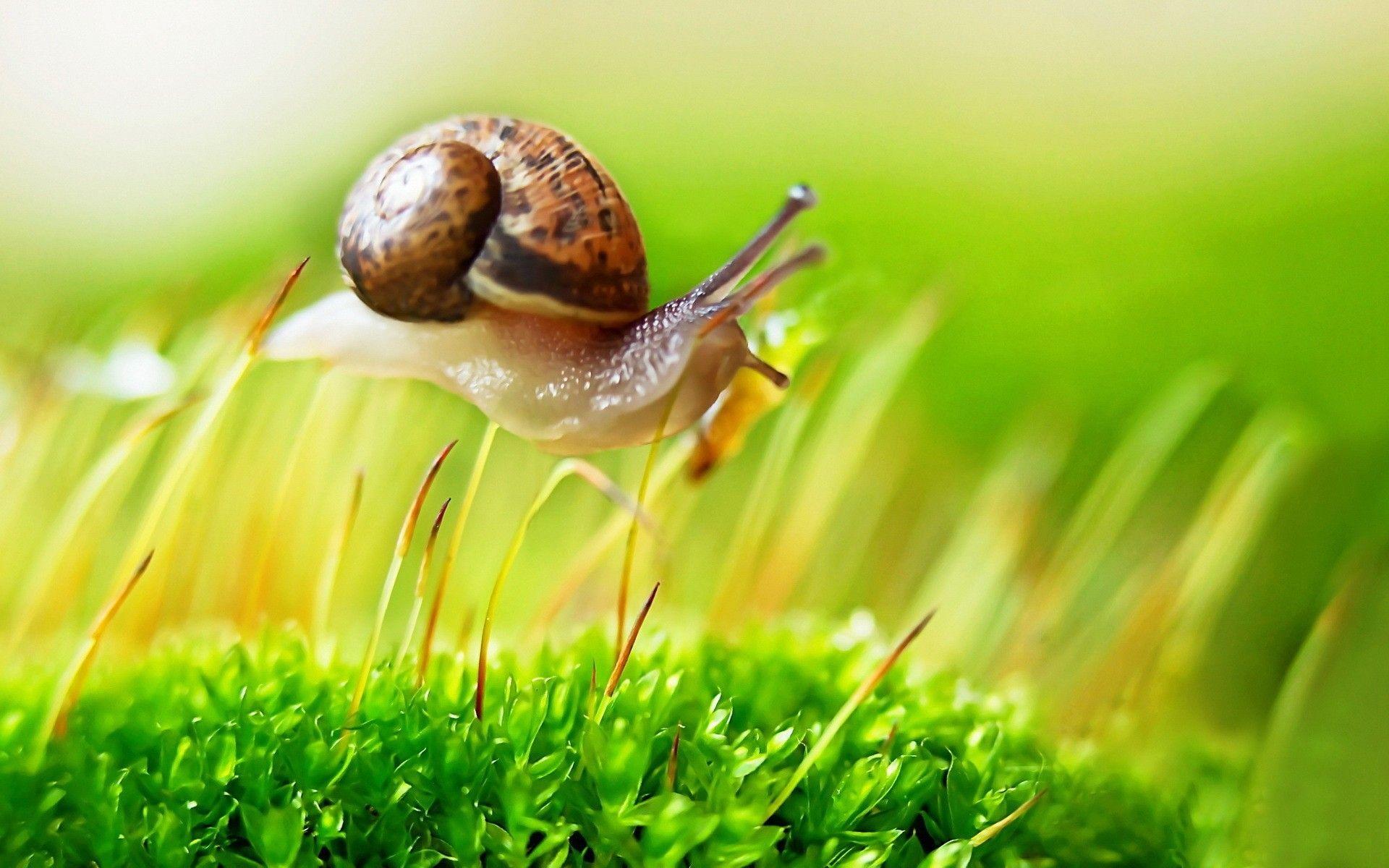 Snail on the grass wallpaper and image, picture, photo