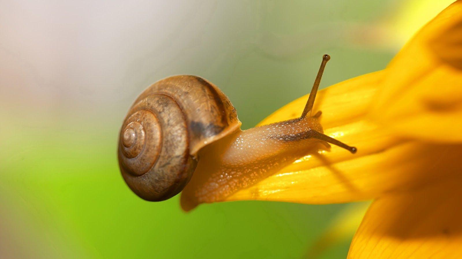 Snails Wallpaper Cute and Docile