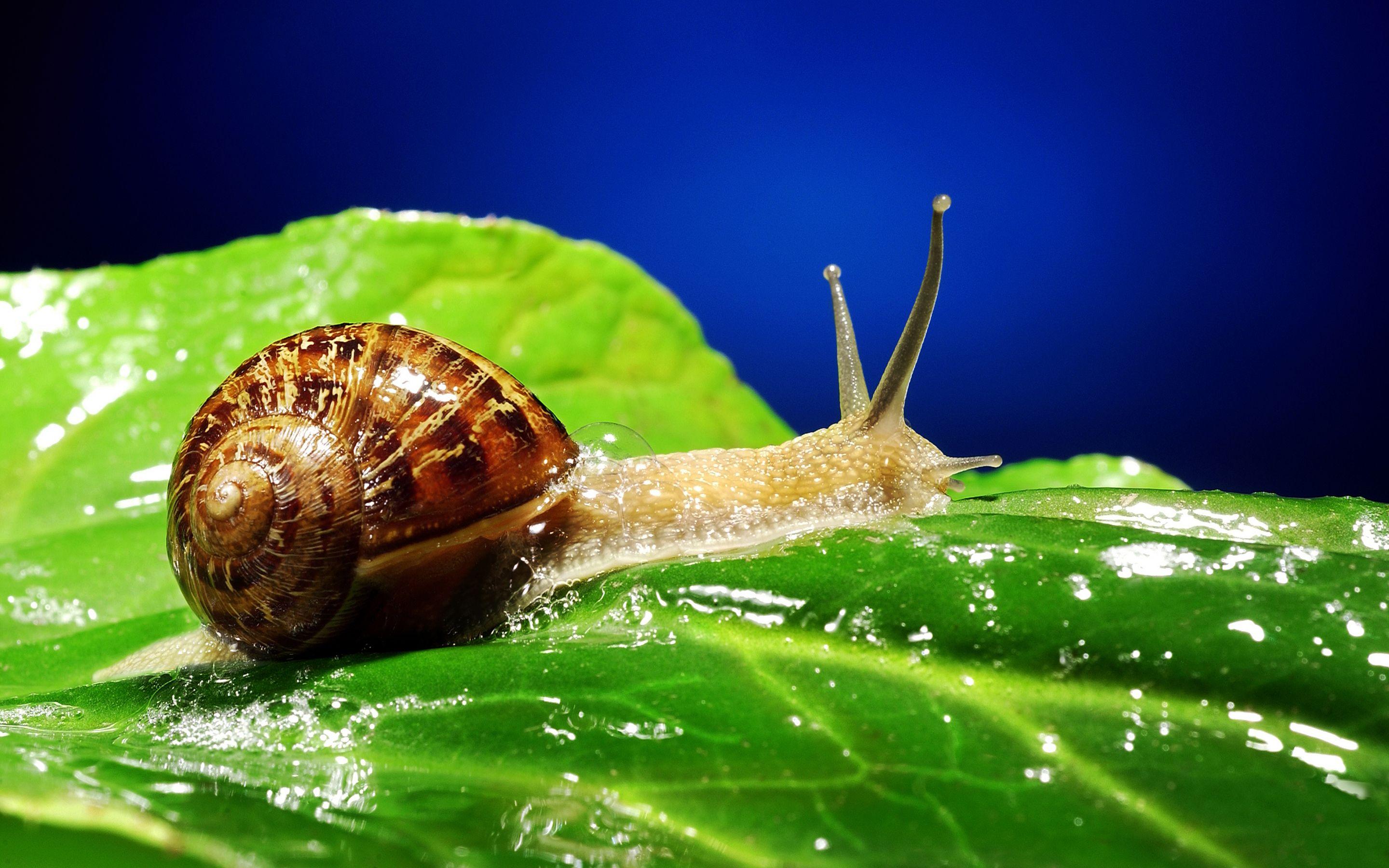 Snail Full HD Wallpaper and Background Imagex1800