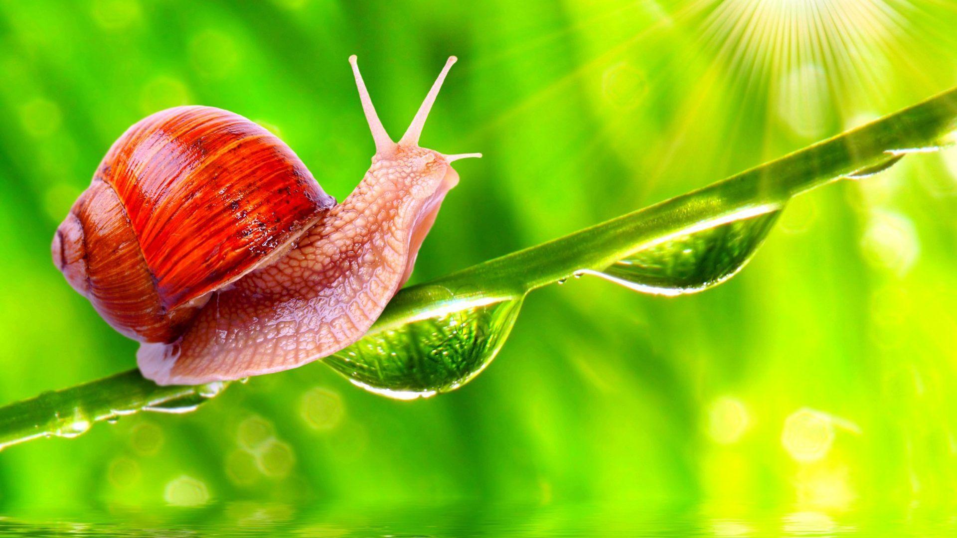 Snail Tag wallpaper: Snail Animals Seasons Birds Forests Creative