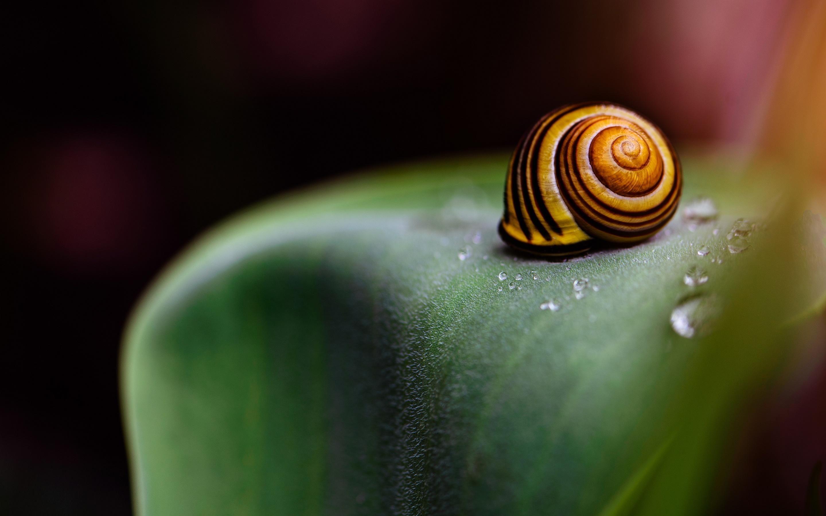 Snail Wallpaper, PC, Lap Snail Background In FHD DQY FN.NG
