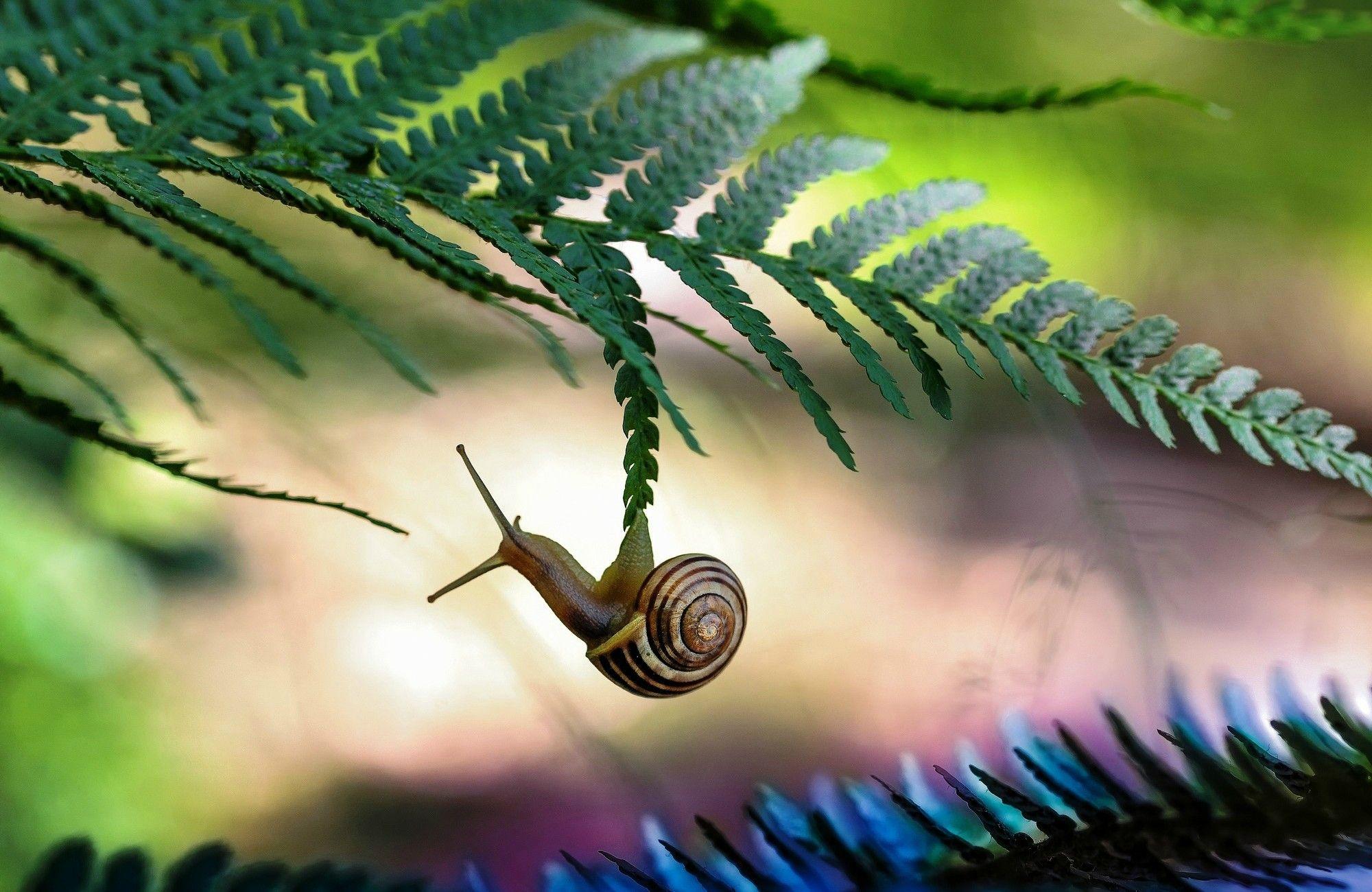 Amazing Snail HD Wallpaper