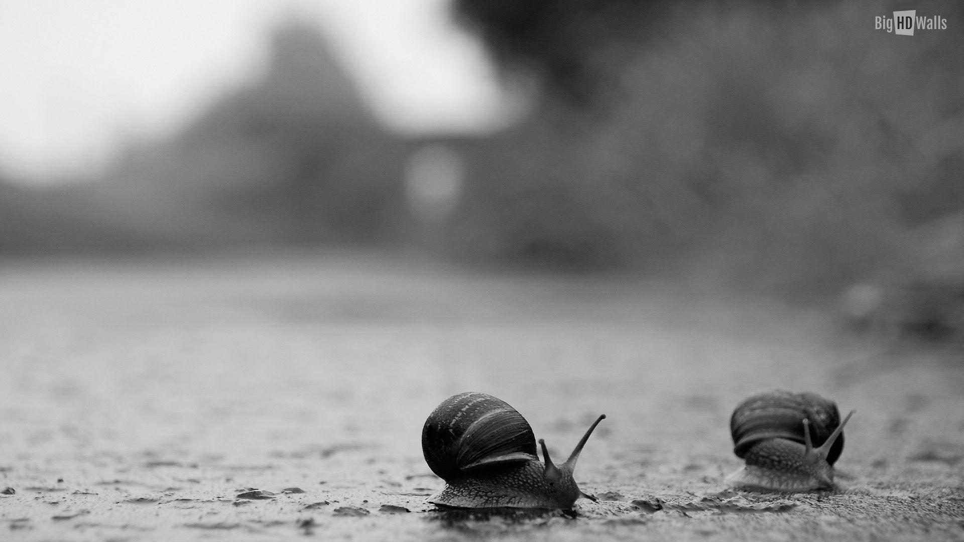 Snails crossing road in the rain HD Wallpaper