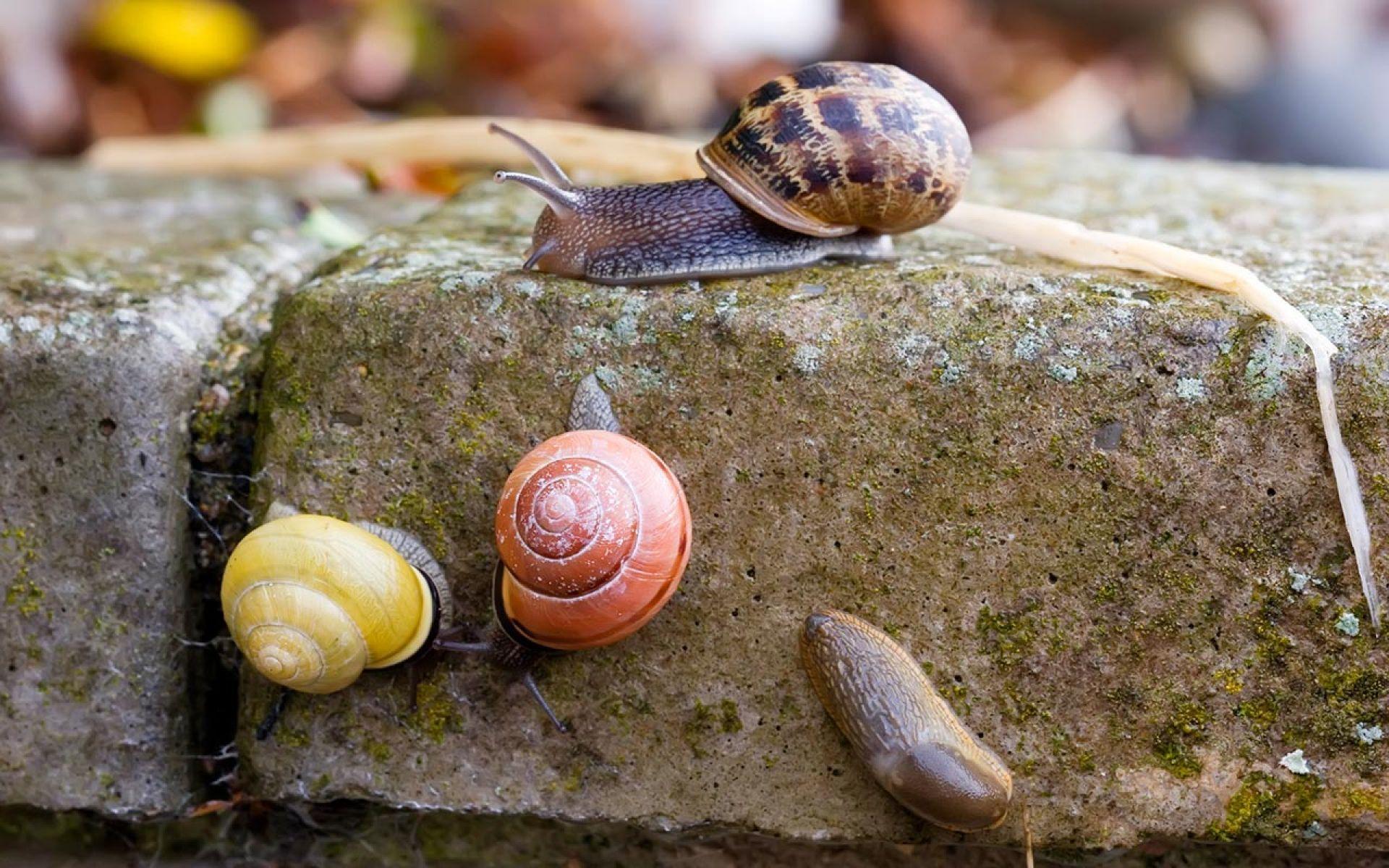 Colorful Snails In Action. HD Animals and Birds Wallpaper