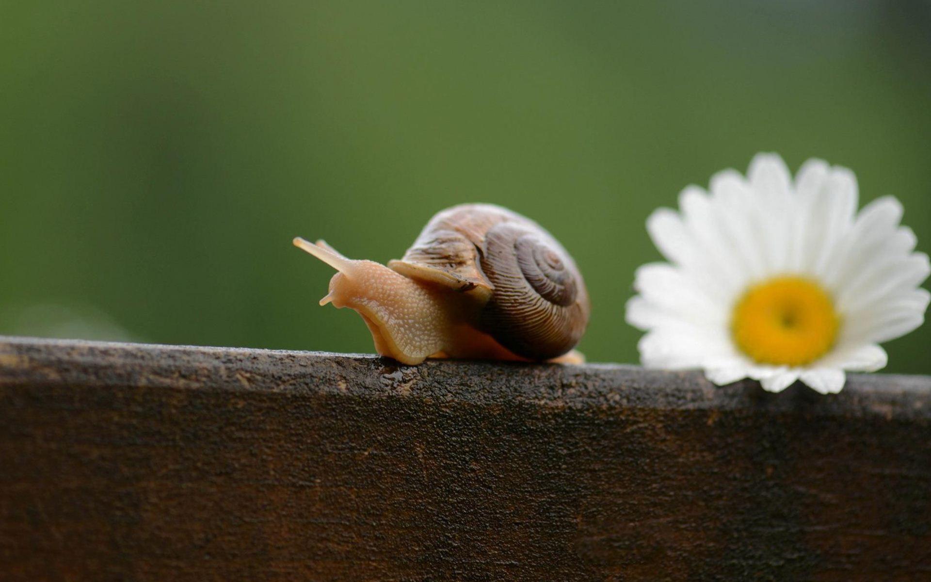 Cute Snail Wallpaper HD 20035