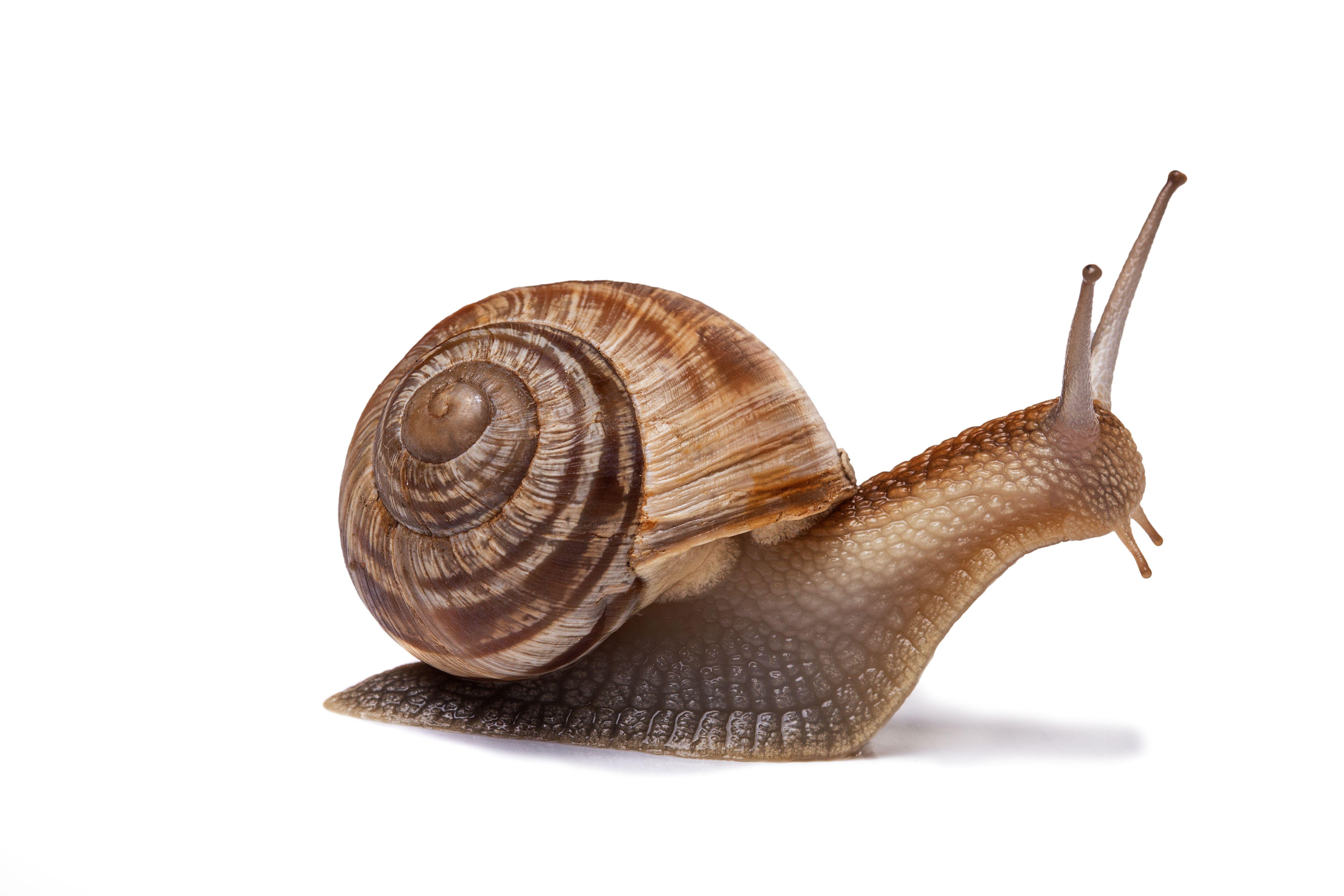 snail snail Background