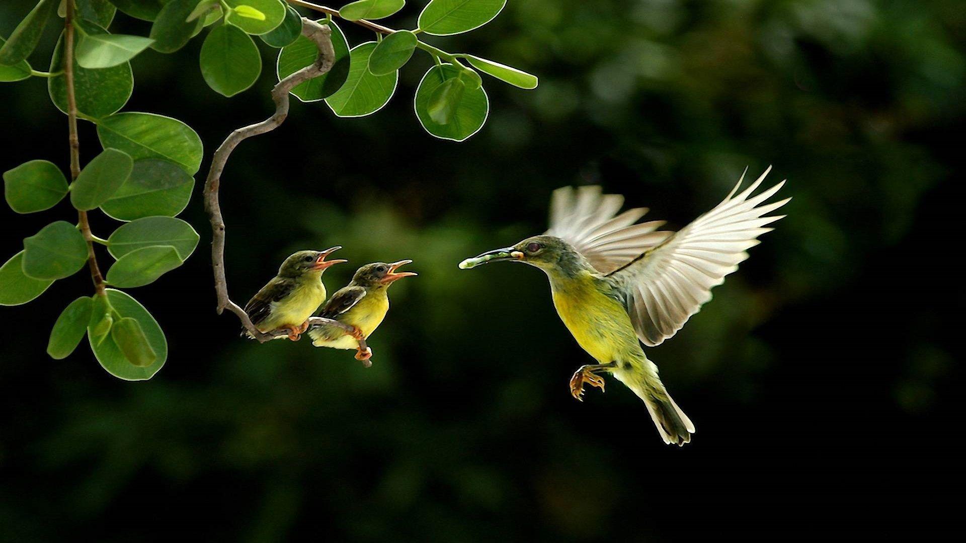 Picturesque and colorful birds in a tree branch 2K wallpaper download